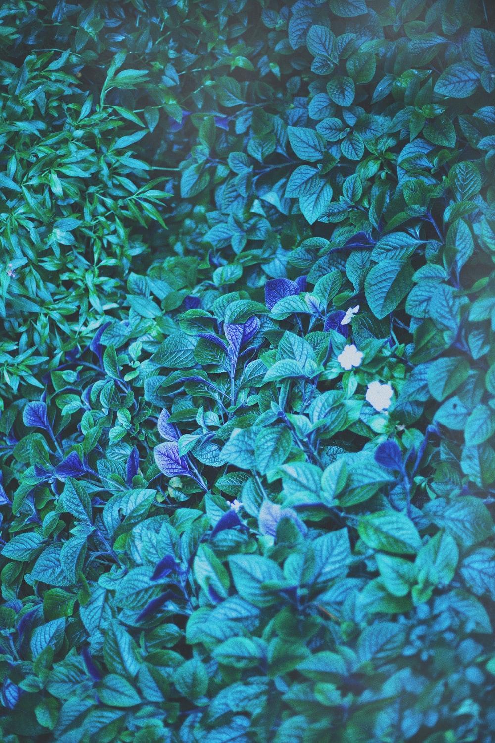 Blue Leaves Wallpapers Top Free Blue Leaves Backgrounds WallpaperAccess