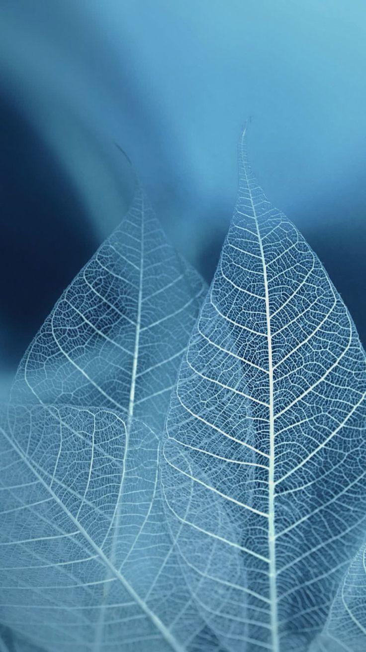 Blue Leaves Wallpapers Top Free Blue Leaves Backgrounds WallpaperAccess