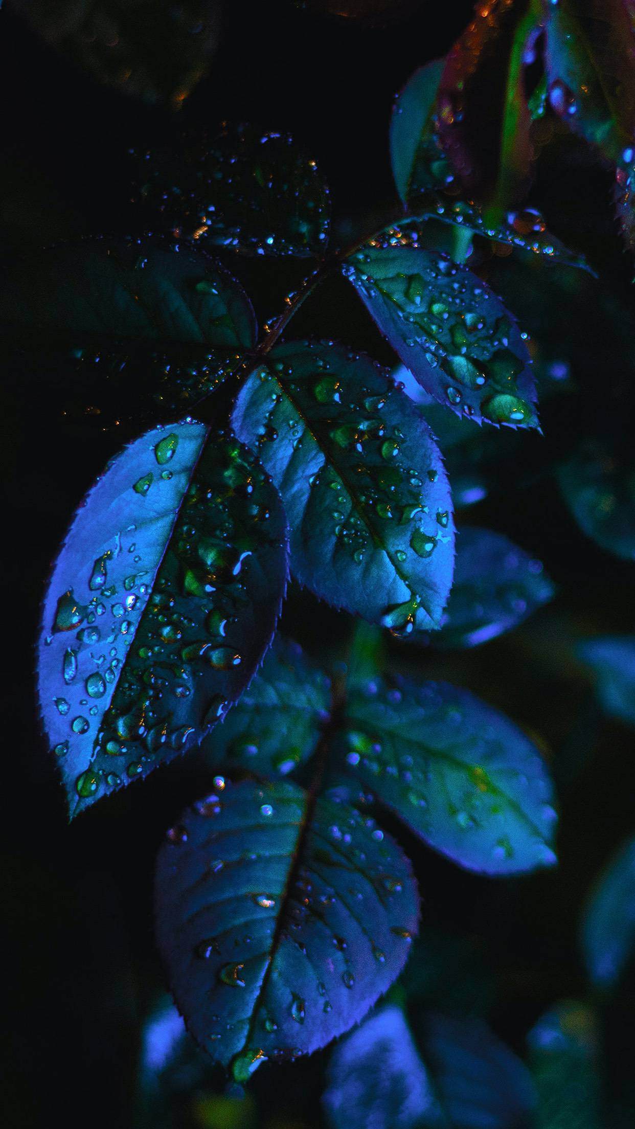 Blue Leaves Wallpapers Top Free Blue Leaves Backgrounds WallpaperAccess