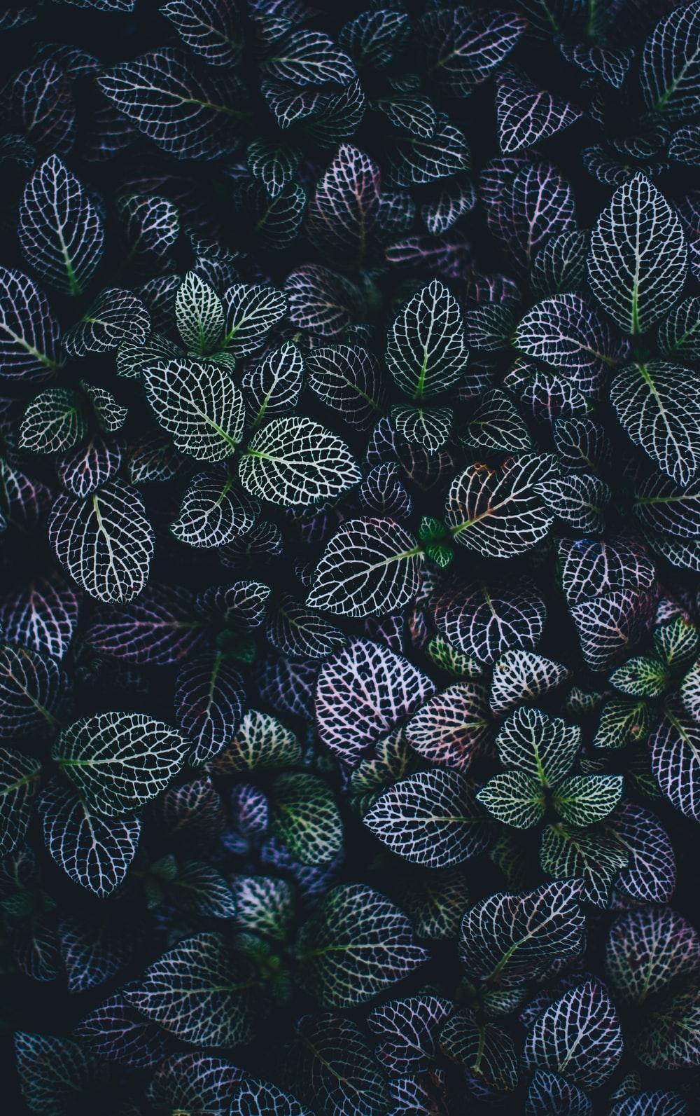 Blue Leaves Wallpapers Top Free Blue Leaves Backgrounds WallpaperAccess