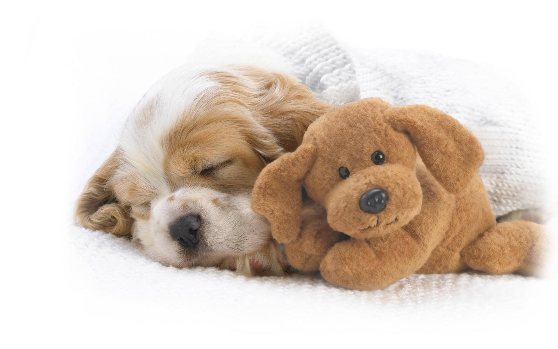 Cute Dogs Sleeping Wallpapers Top Free Cute Dogs Sleeping Backgrounds