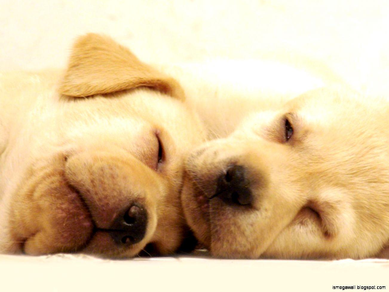 Cute Dogs Sleeping Wallpapers Top Free Cute Dogs Sleeping Backgrounds