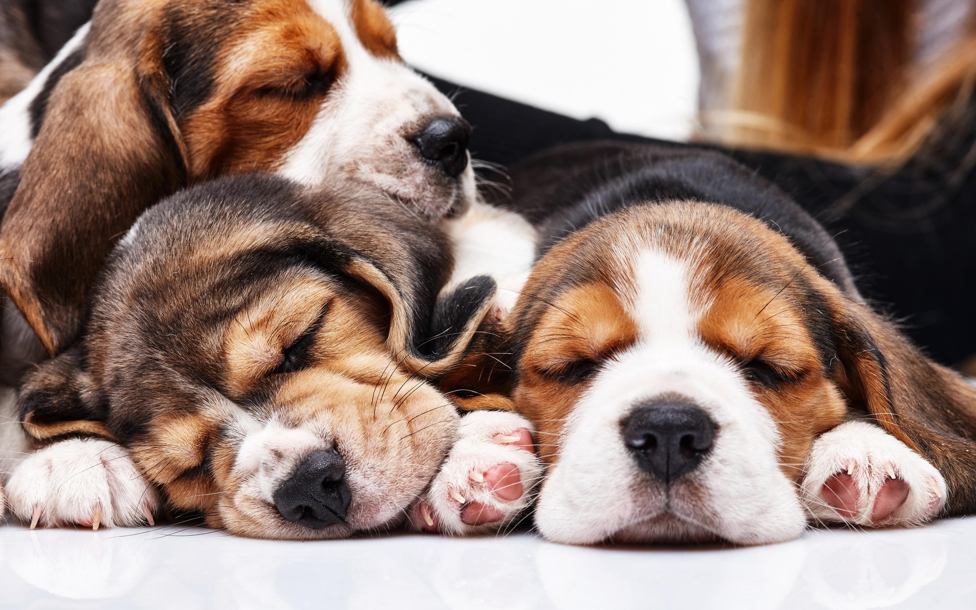 Cute Dogs Sleeping Wallpapers Top Free Cute Dogs Sleeping Backgrounds