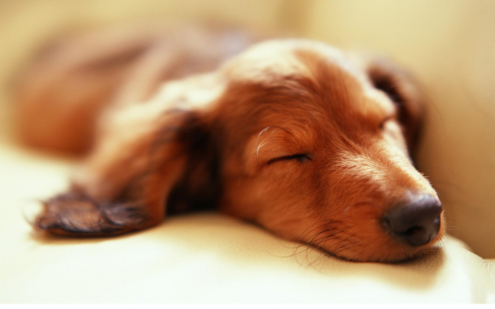 Cute Dogs Sleeping Wallpapers Top Free Cute Dogs Sleeping Backgrounds