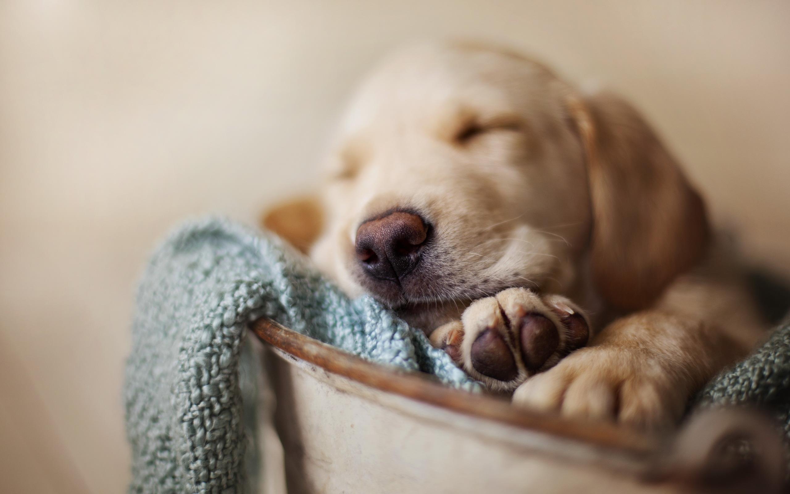 Cute Dogs Sleeping Wallpapers Top Free Cute Dogs Sleeping Backgrounds