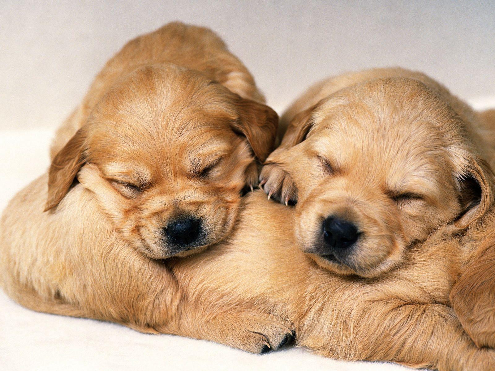 Cute Dogs Sleeping Wallpapers Top Free Cute Dogs Sleeping Backgrounds