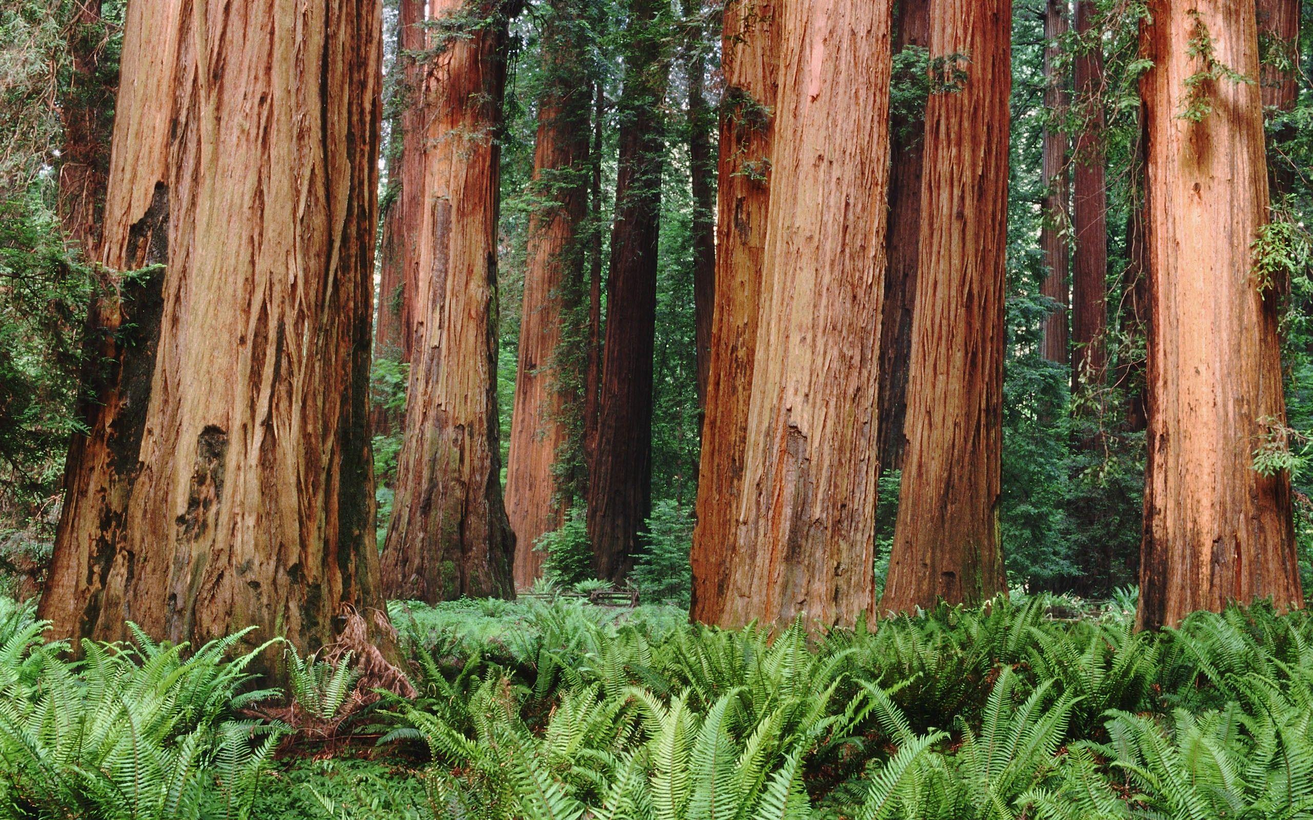 Redwood Desktop Wallpapers Top Free Redwood Desktop Backgrounds