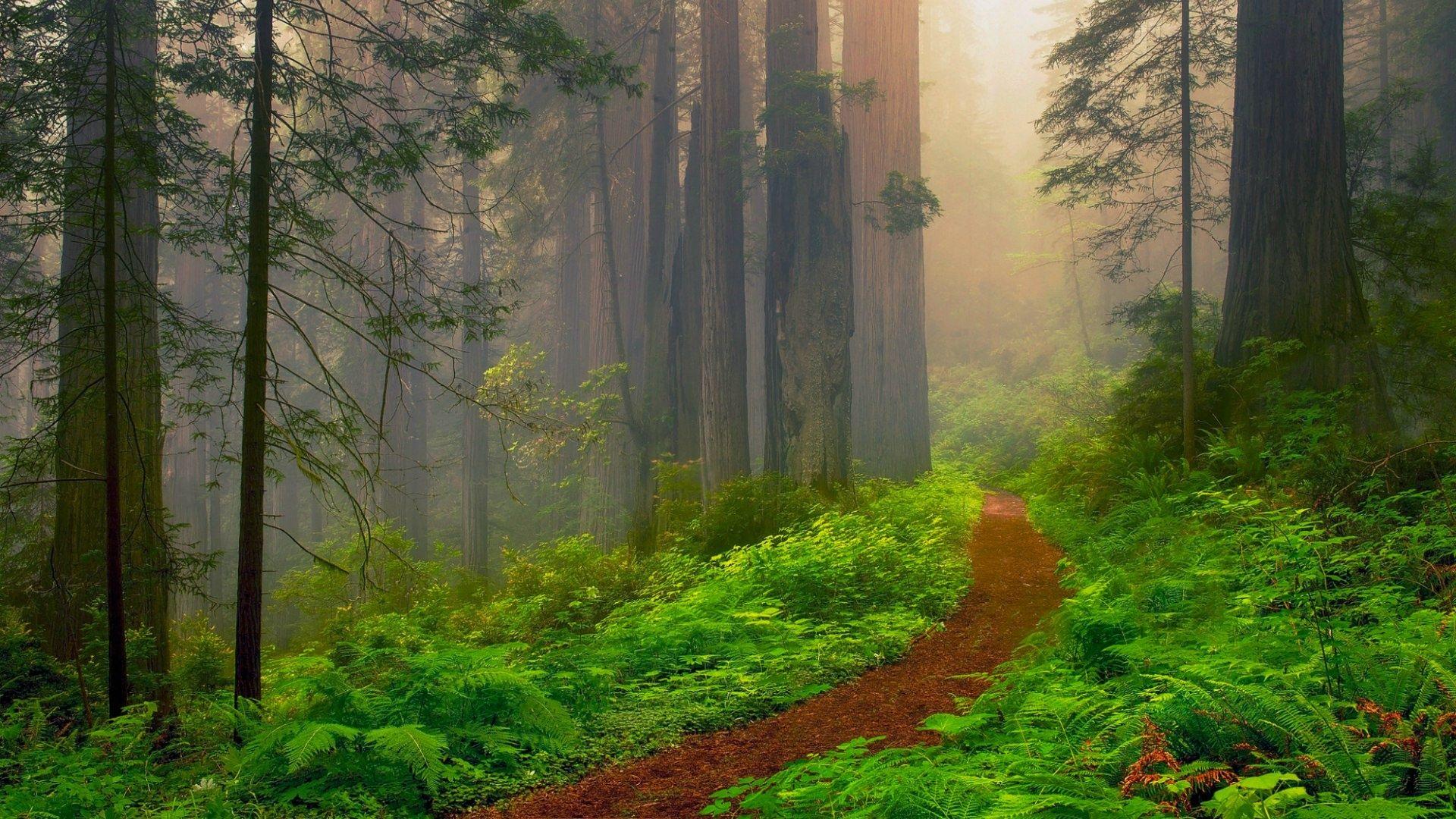 Redwood Desktop Wallpapers Top Free Redwood Desktop Backgrounds