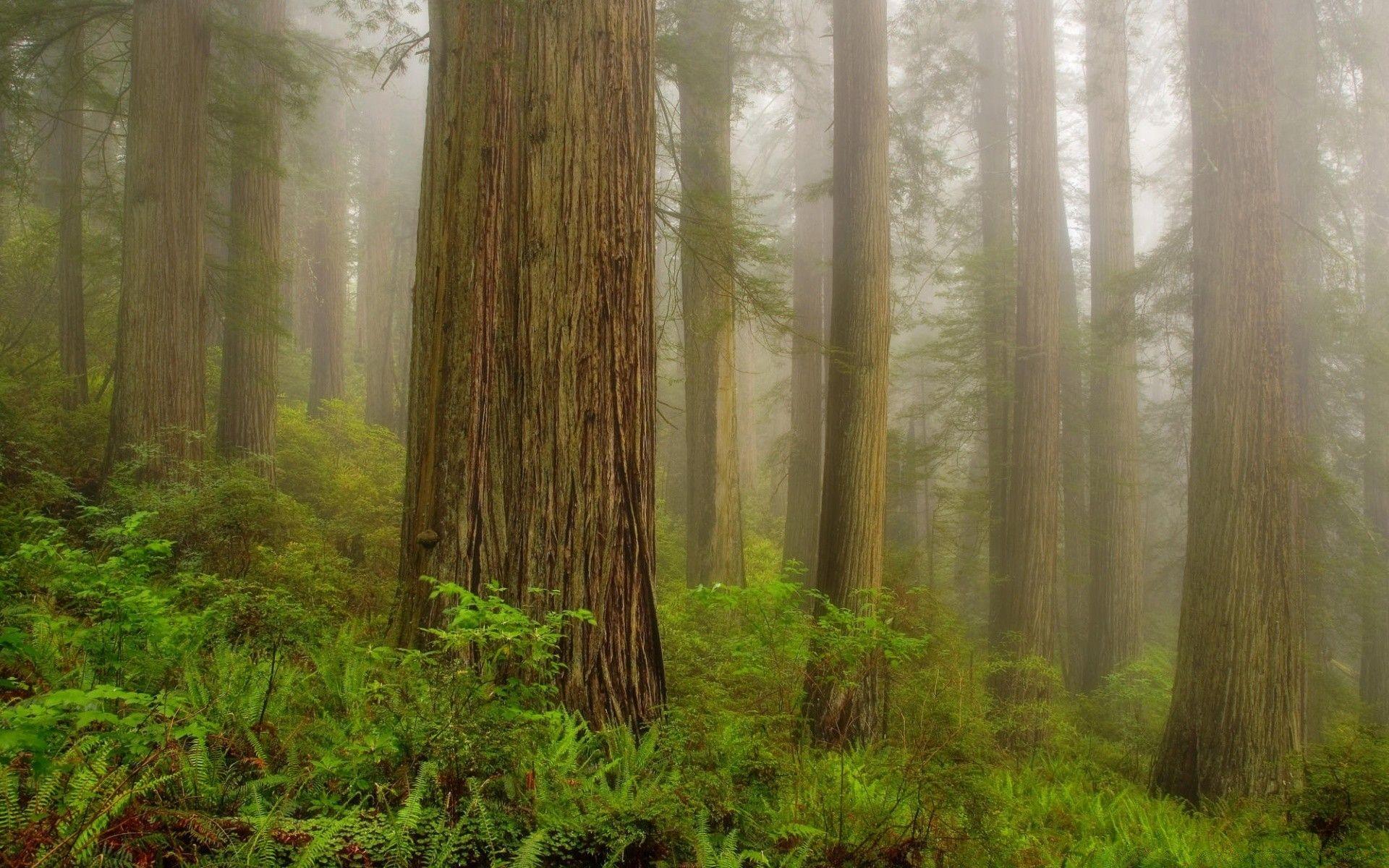 Redwood Forest iPhone Wallpapers Top Free Redwood Forest iPhone
