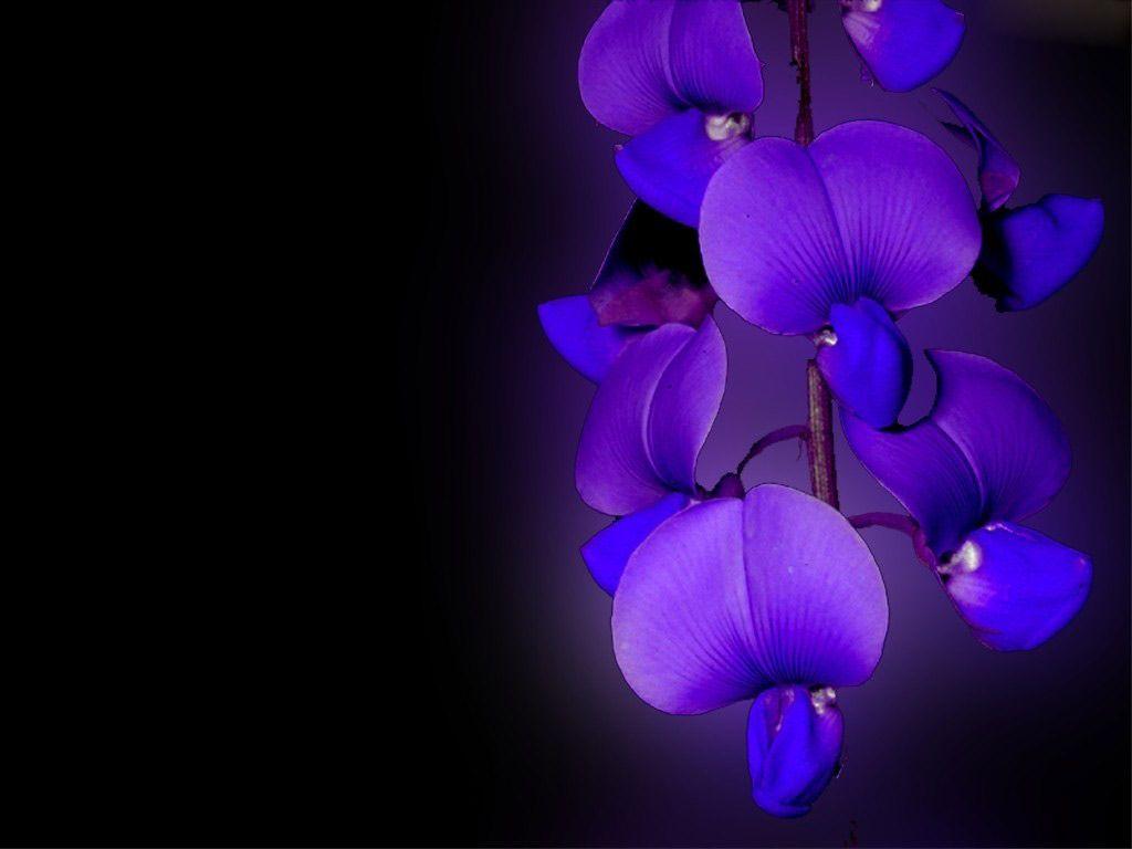 Black Orchid Wallpapers Top Free Black Orchid Backgrounds WallpaperAccess