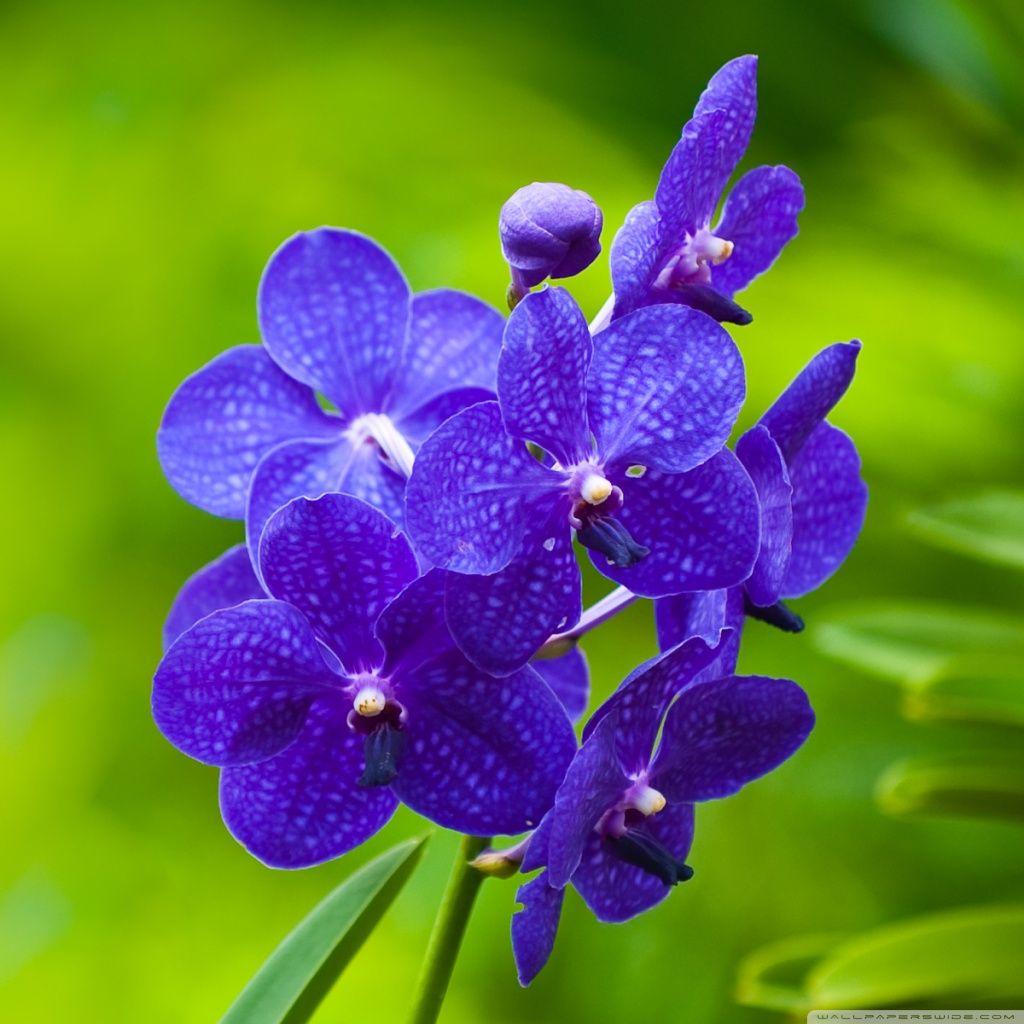 Purple Orchid Wallpapers Top Free Purple Orchid Backgrounds