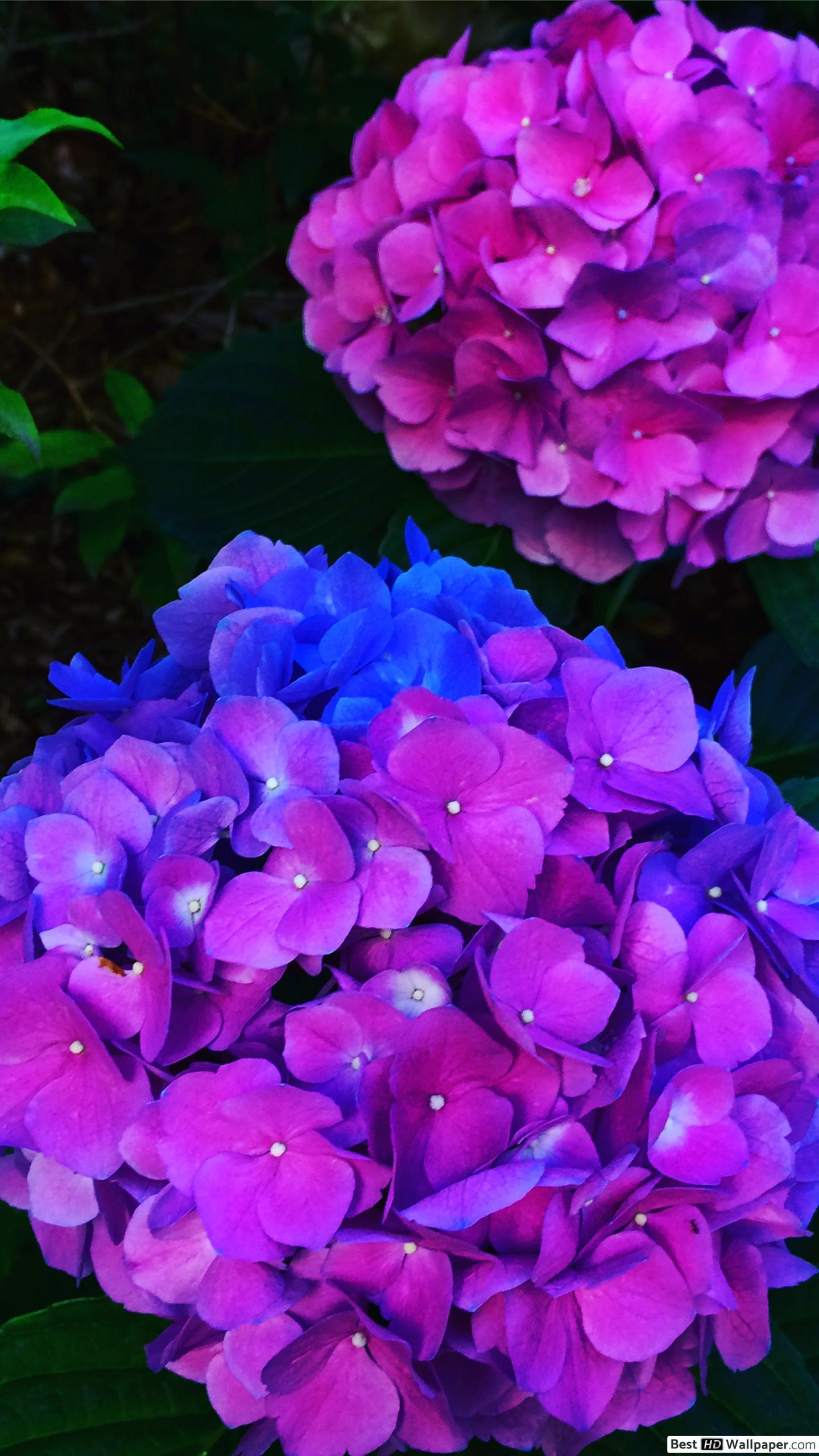 Hydrangea Flower Wallpapers Top Free Hydrangea Flower Backgrounds