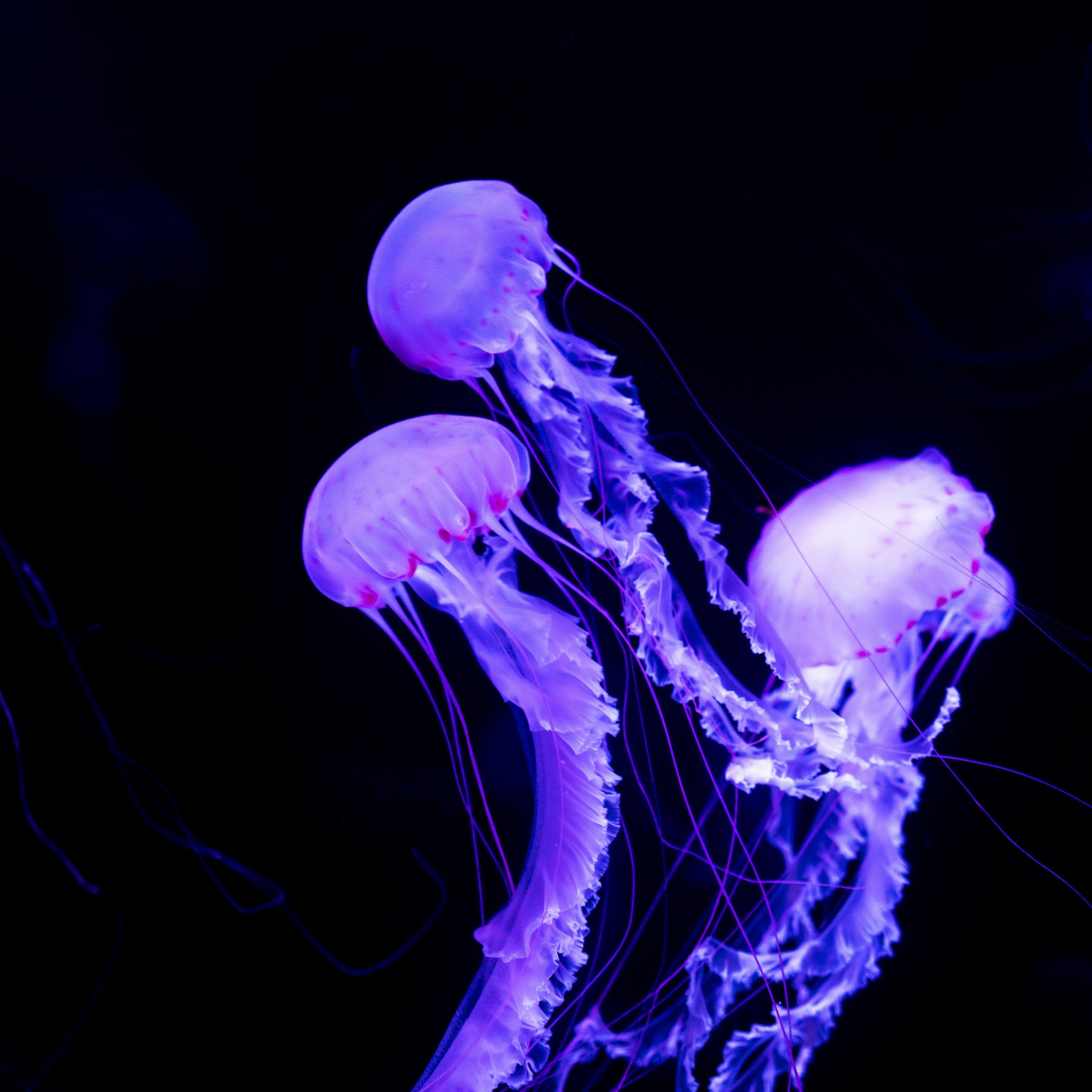 Neon Jellyfish Wallpapers Top Free Neon Jellyfish Backgrounds