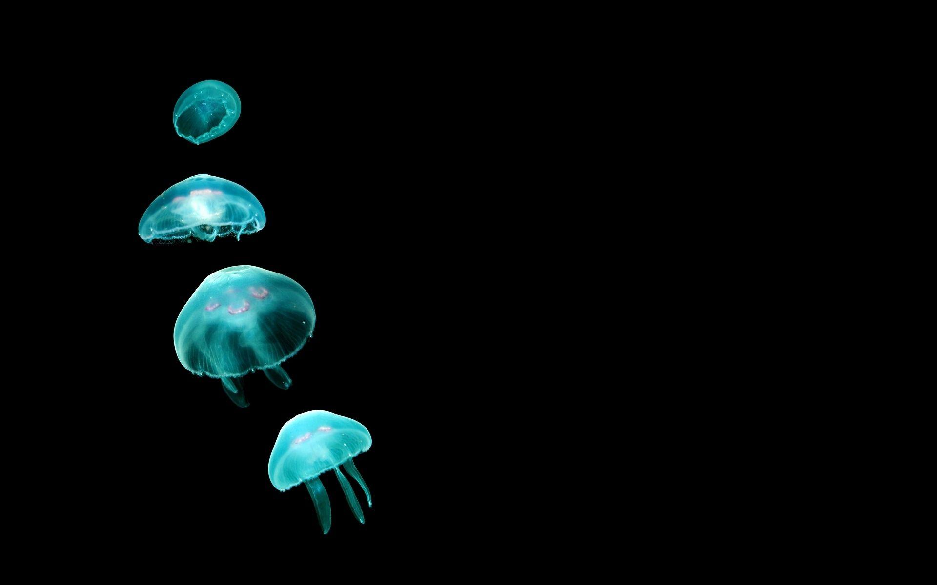 Neon Jellyfish Wallpapers Top Free Neon Jellyfish Backgrounds