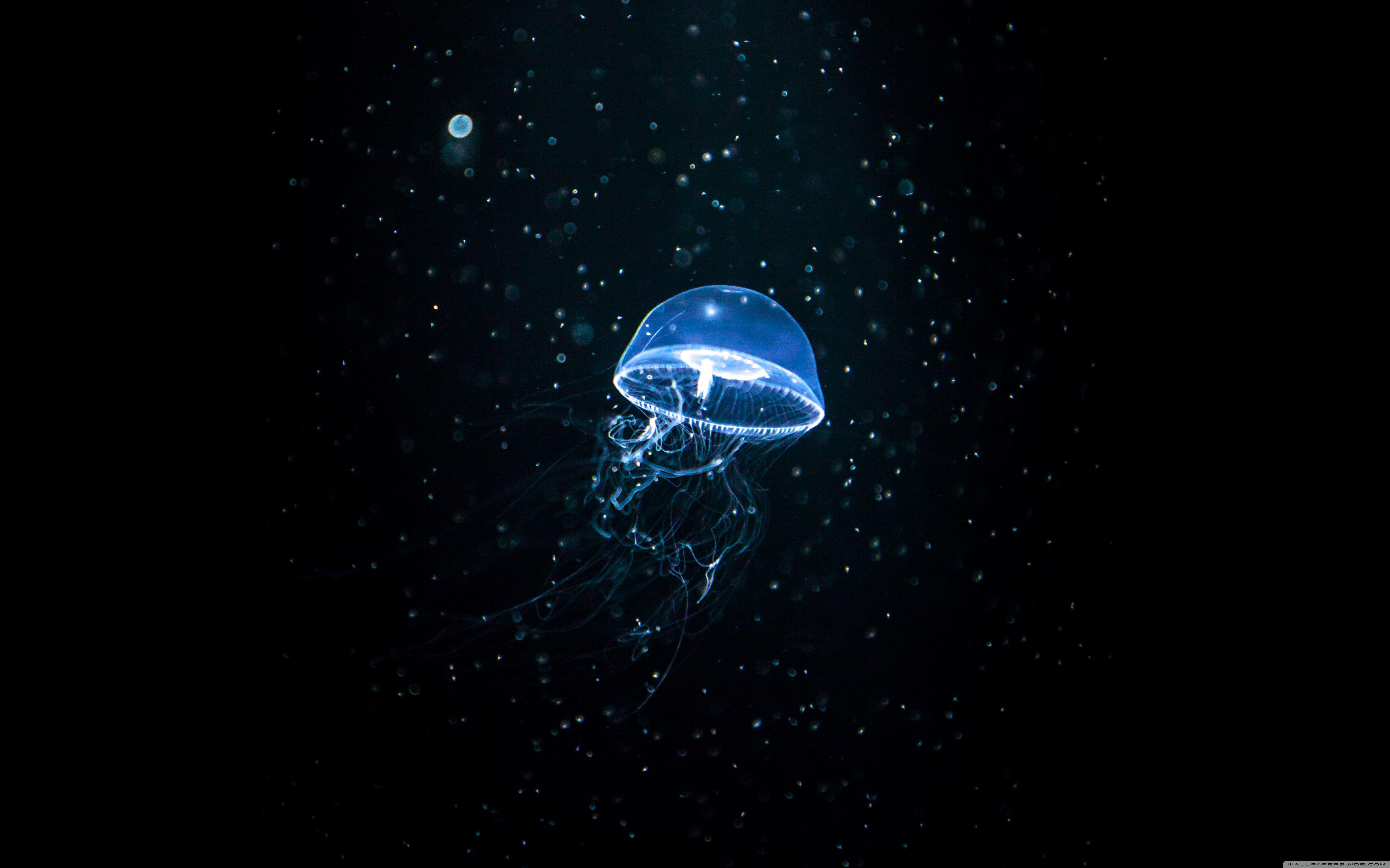 Neon Jellyfish Wallpapers Top Free Neon Jellyfish Backgrounds