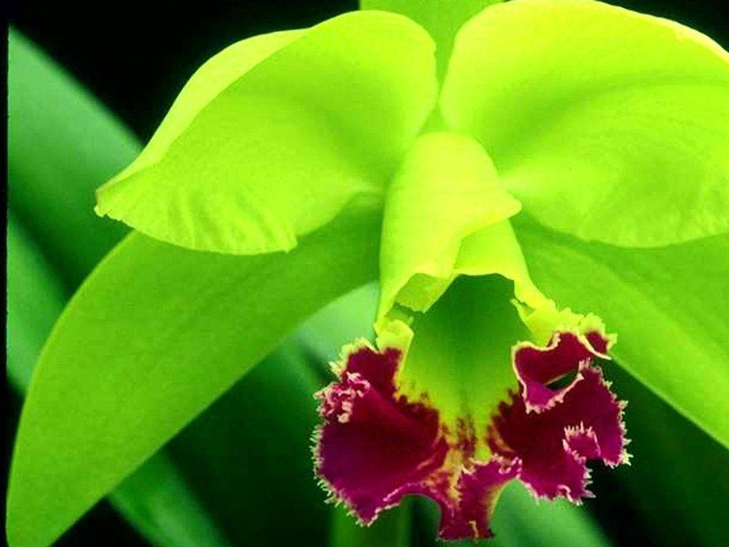 Green Orchid Wallpapers Top Free Green Orchid Backgrounds WallpaperAccess