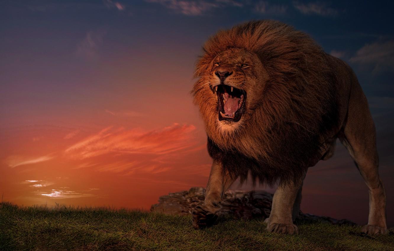 Lion King Sunset Wallpapers Top Free Lion King Sunset Backgrounds WallpaperAccess