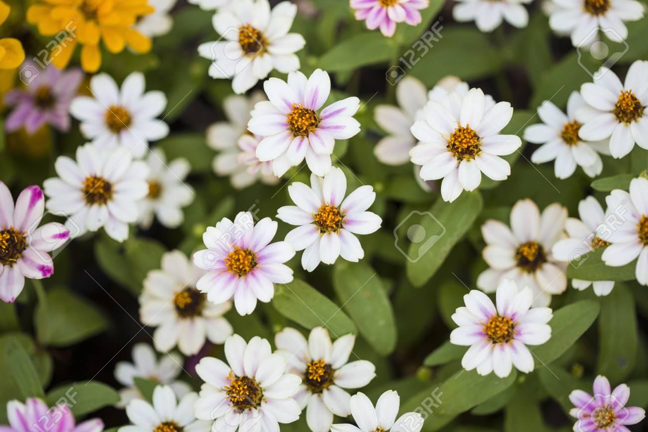 Little Flowers Wallpapers Top Free Little Flowers Backgrounds