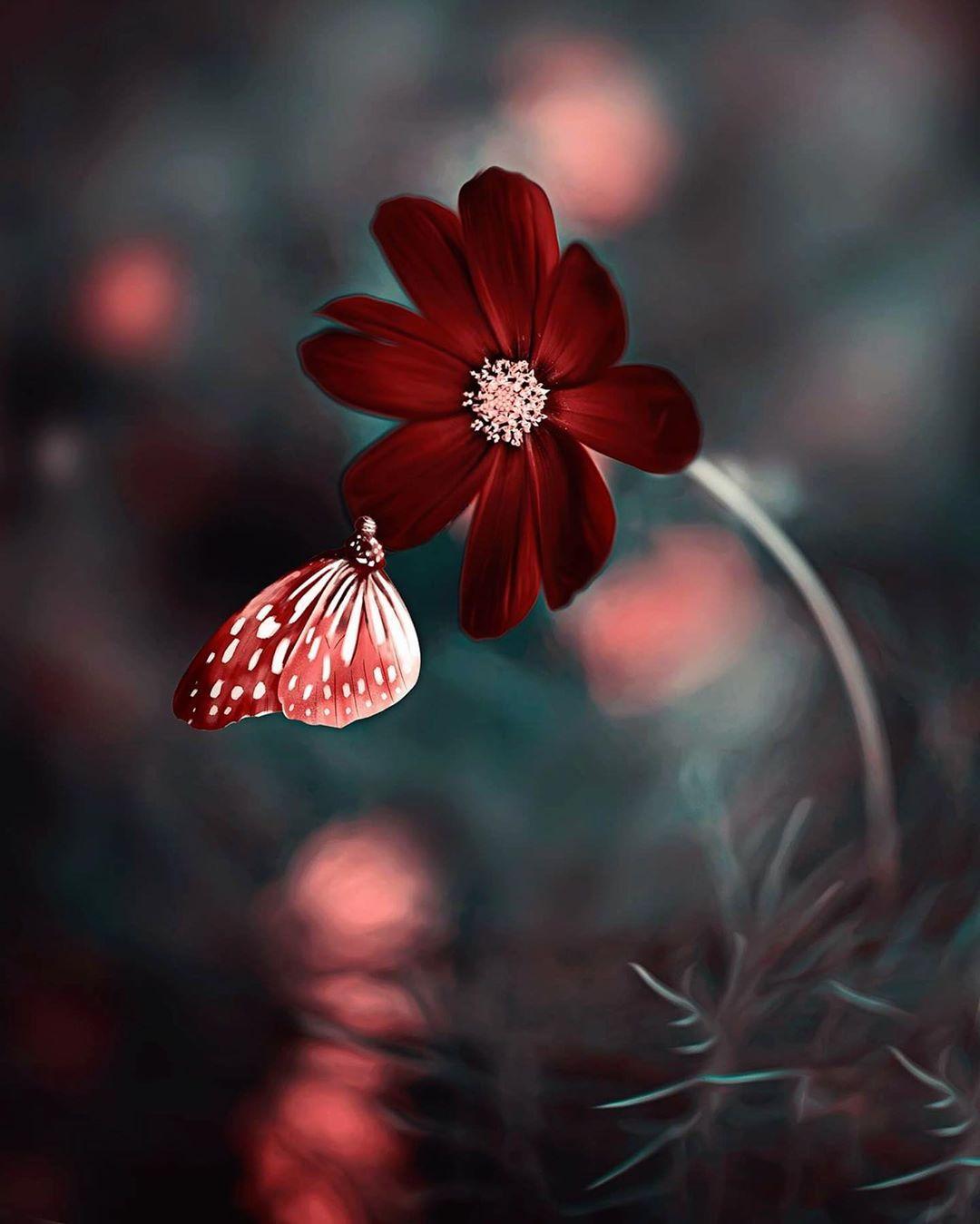 Velvet Flower Wallpapers Top Free Velvet Flower Backgrounds