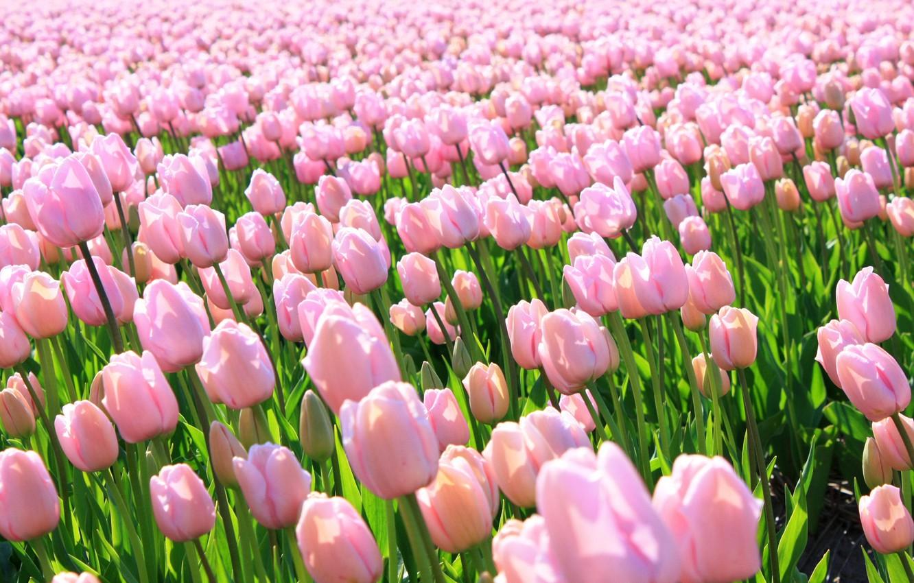 Pink Tulip Wallpapers Top Free Pink Tulip Backgrounds WallpaperAccess