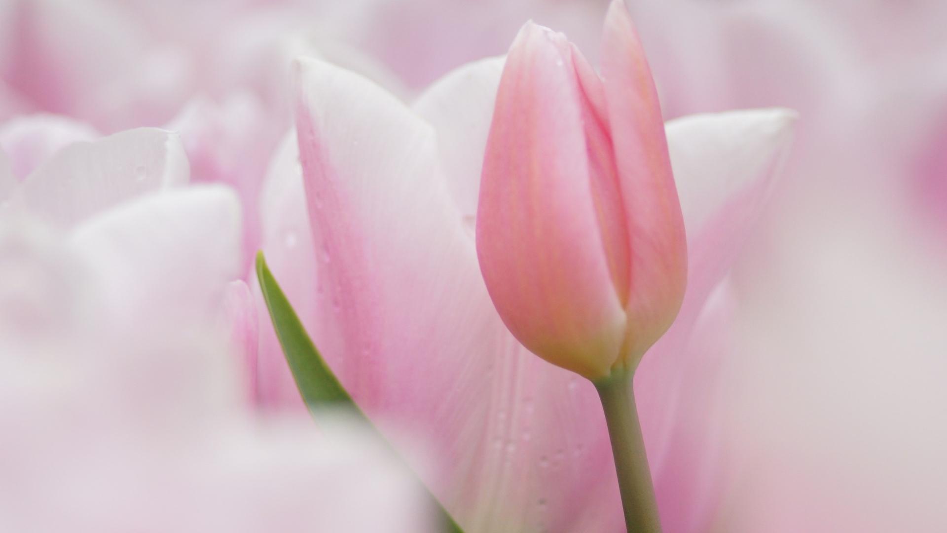 Pink Tulip Wallpapers Top Free Pink Tulip Backgrounds WallpaperAccess