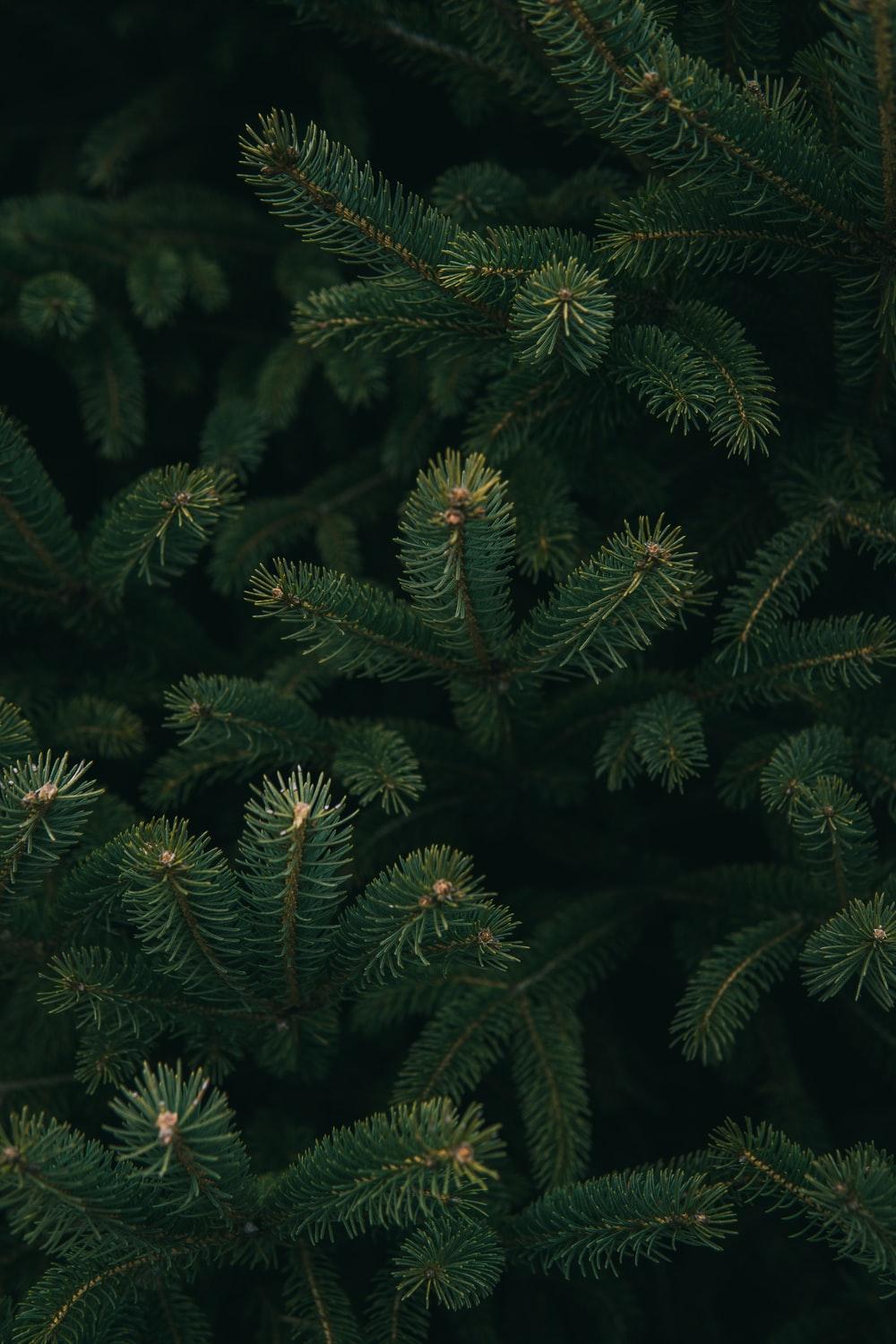 Pine Needles Wallpapers Top Free Pine Needles Backgrounds