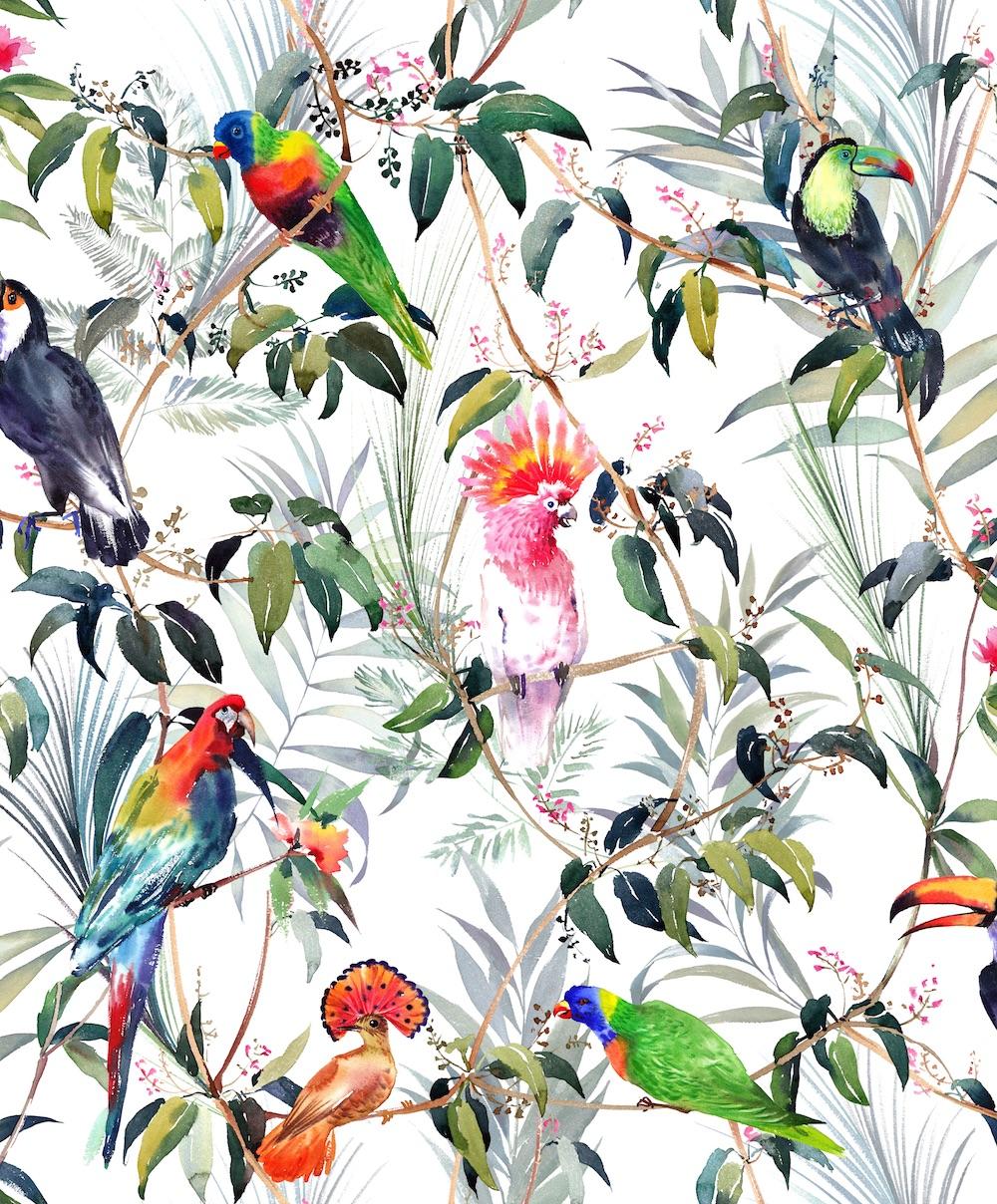 Tropical Bird Wallpapers Top Free Tropical Bird Backgrounds