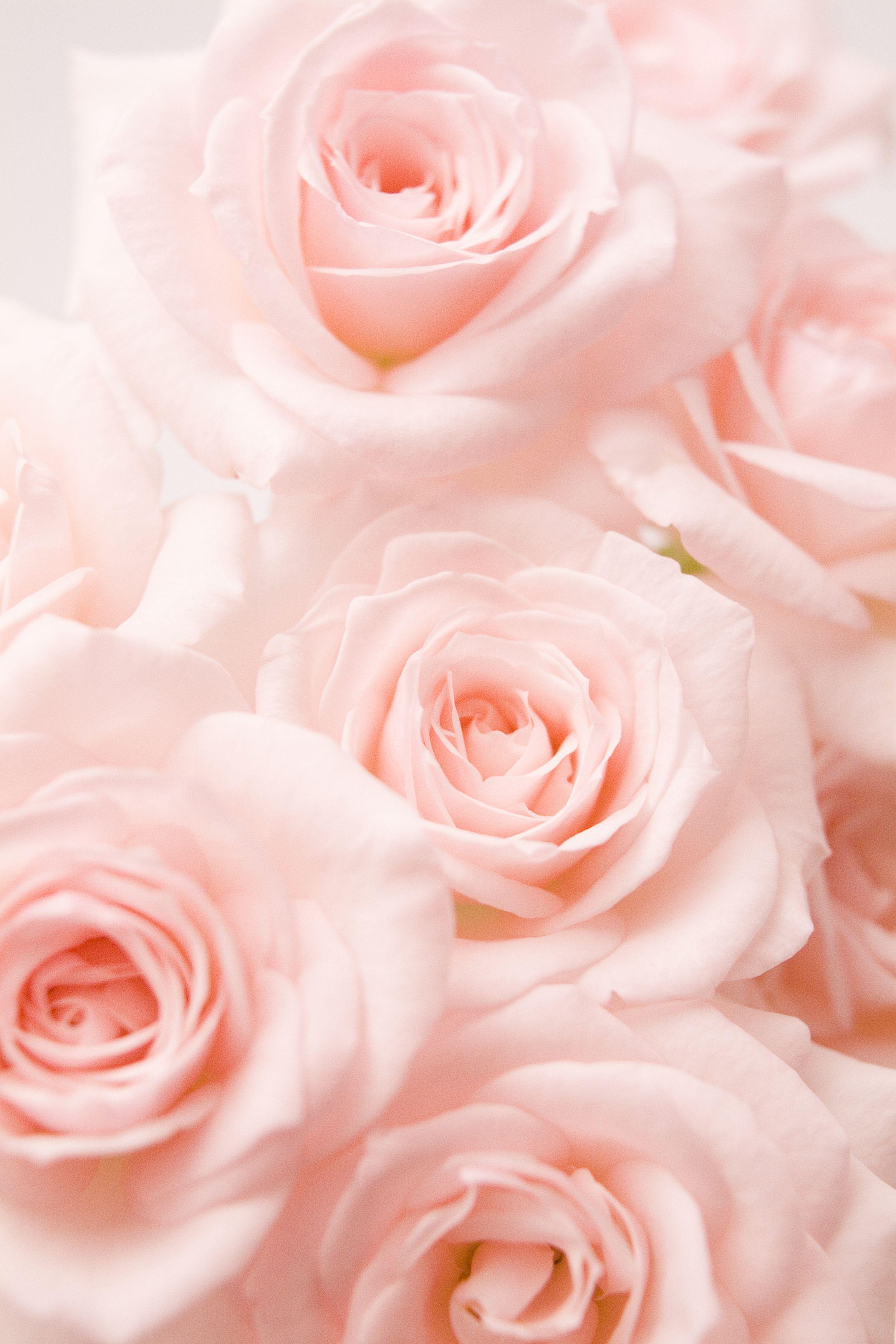 Soft Pink Roses Wallpapers Top Free Soft Pink Roses Backgrounds