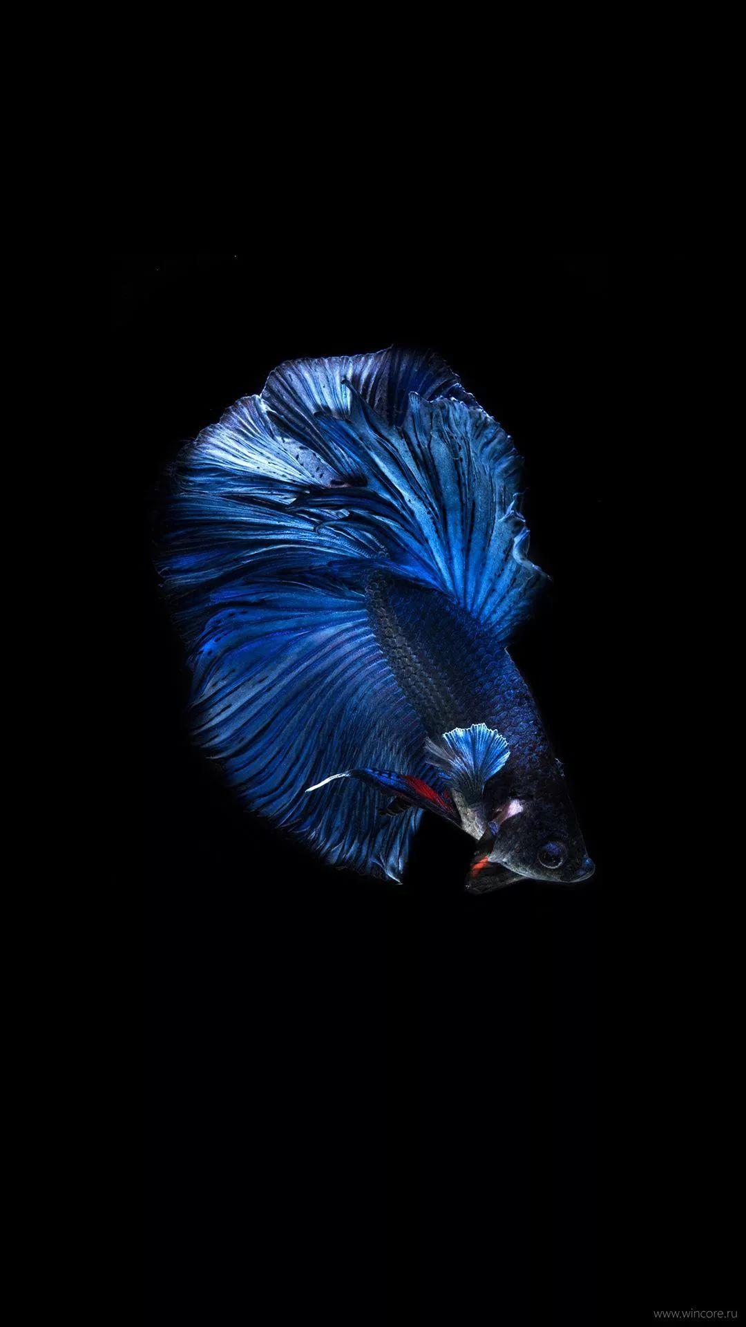 Blue Betta Fish Wallpapers Top Free Blue Betta Fish Backgrounds