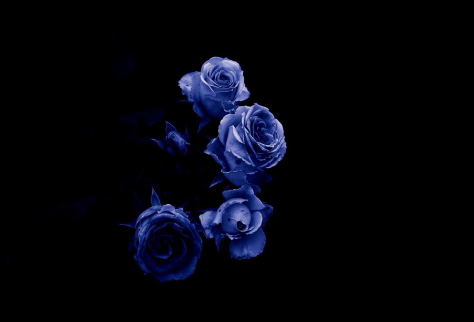 Black Blue Rose Wallpapers Top Free Black Blue Rose Backgrounds