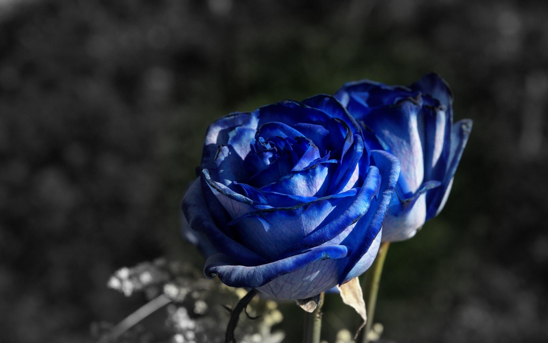 Black Blue Rose Wallpapers Top Free Black Blue Rose Backgrounds