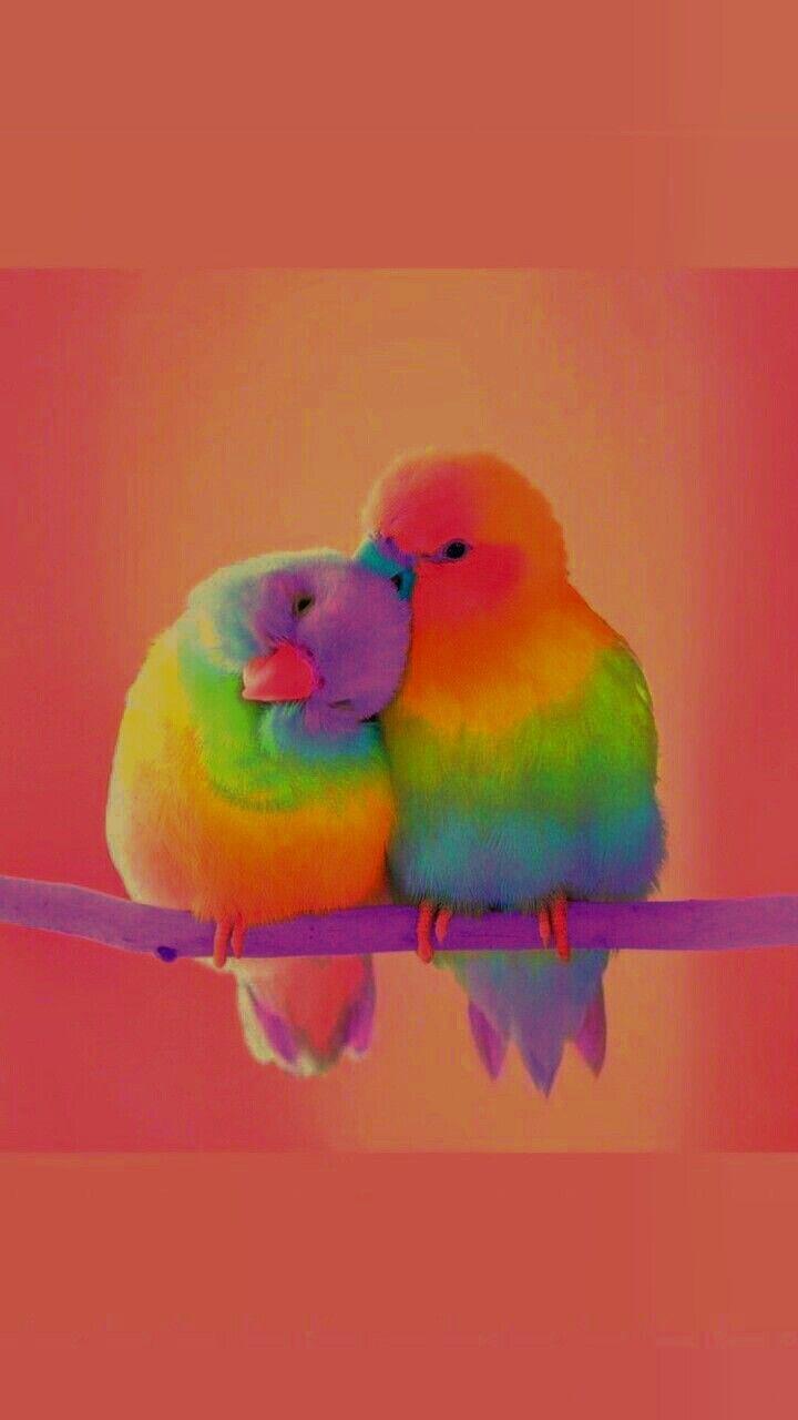 Cute Rainbow Animal Wallpapers Top Free Cute Rainbow Animal