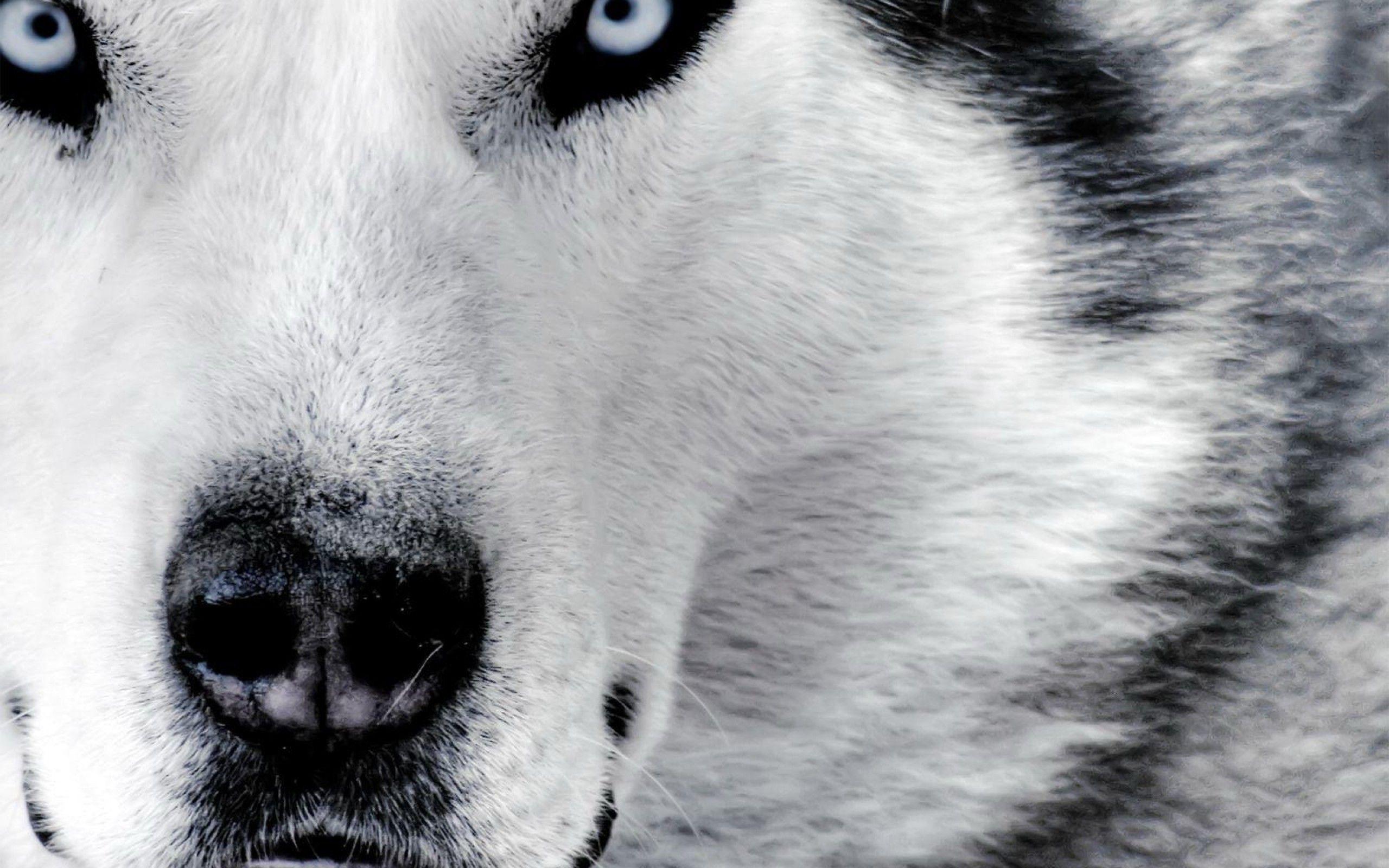 White Wolf Desktop Wallpapers Top Free White Wolf Desktop Backgrounds