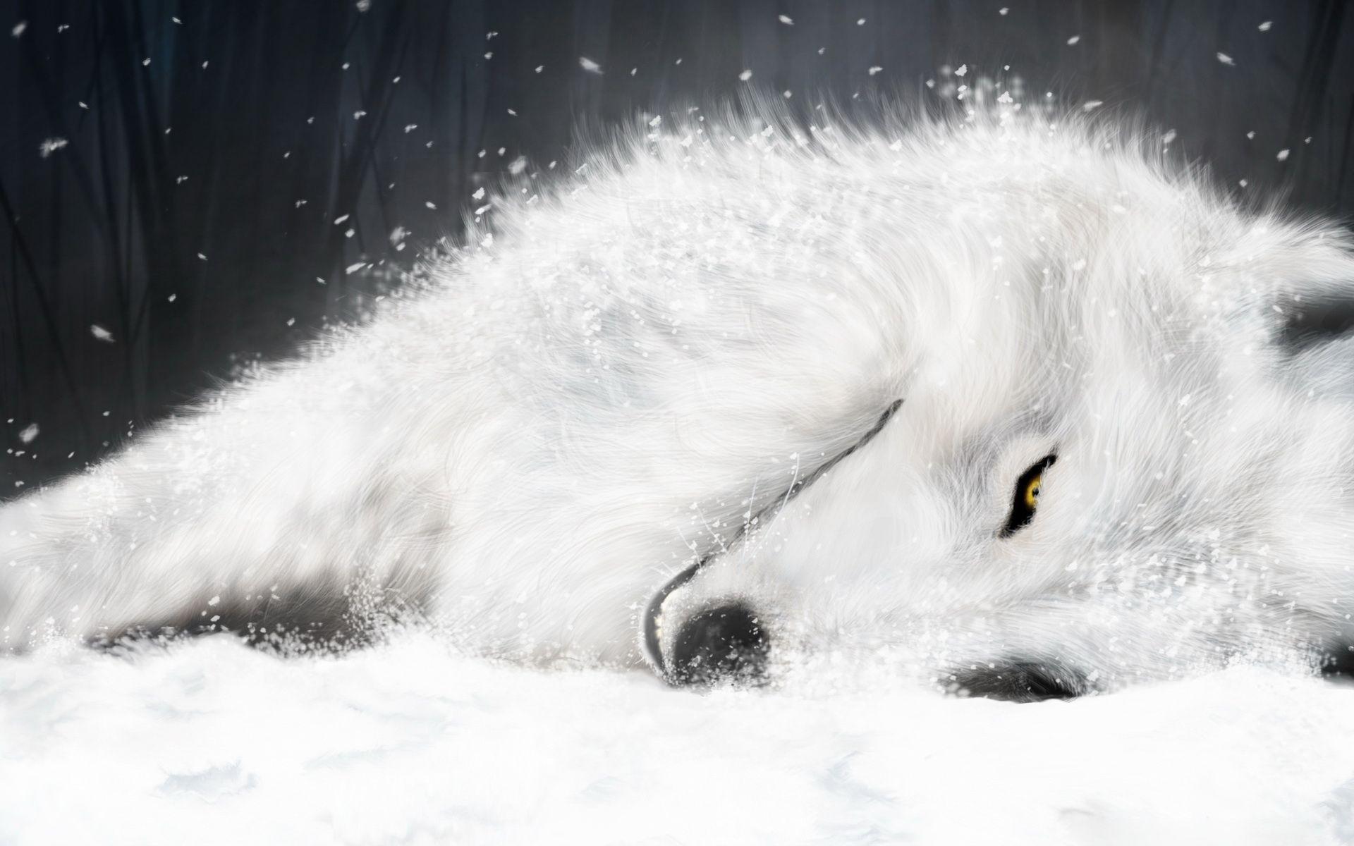 White Wolf Desktop Wallpapers Top Free White Wolf Desktop Backgrounds
