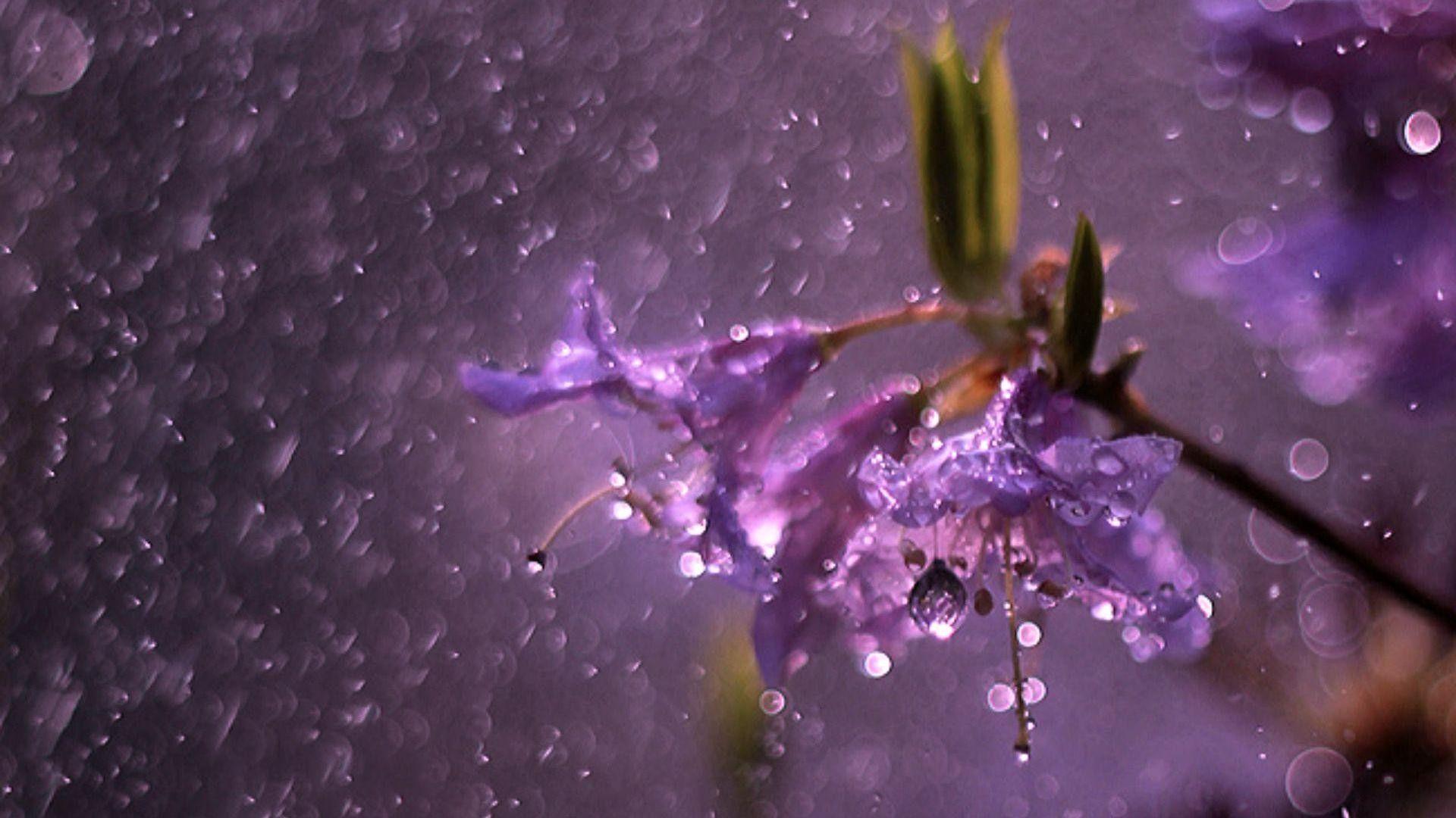 Purple Rain Wallpapers Top Free Purple Rain Backgrounds WallpaperAccess