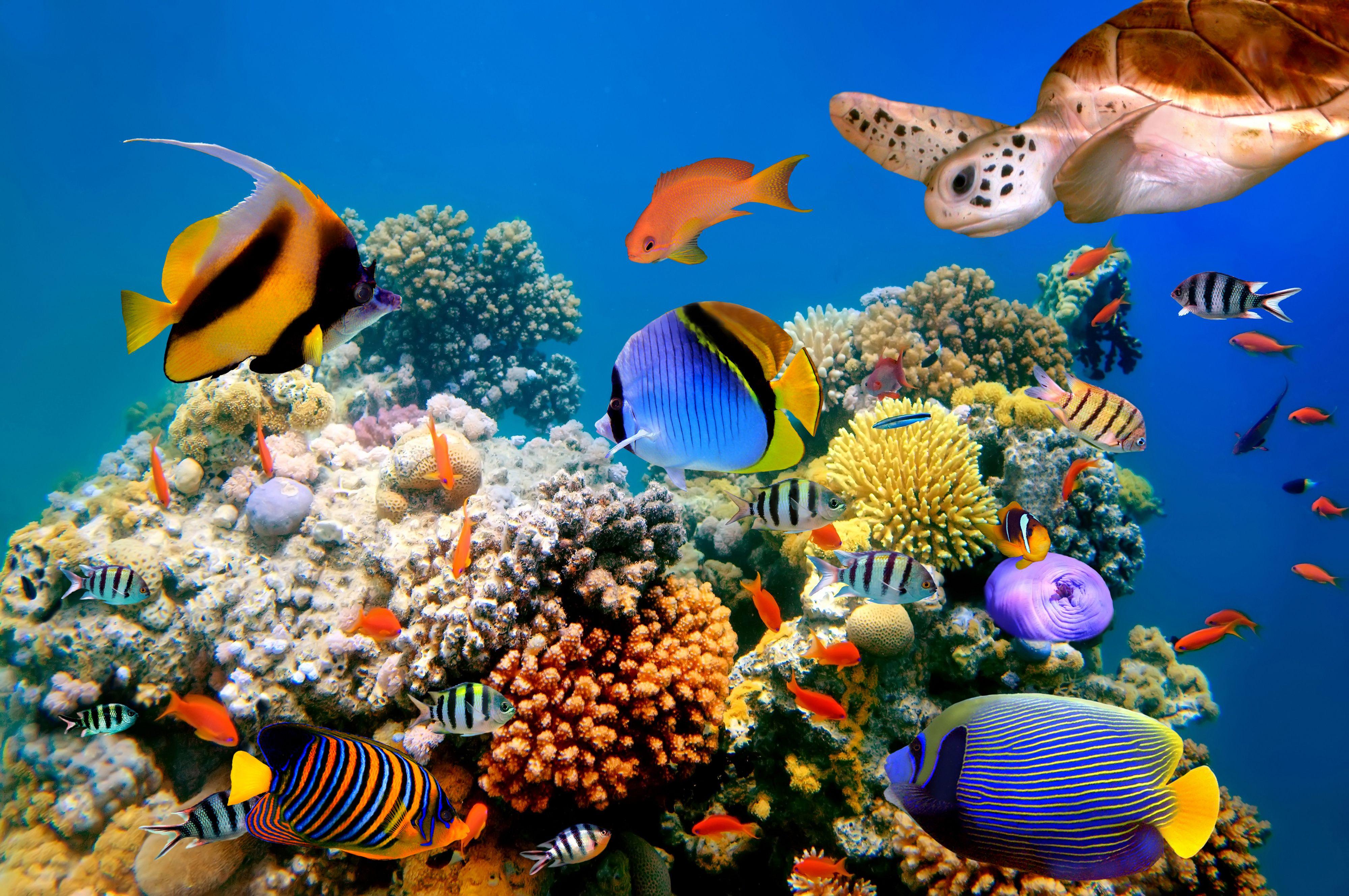 Real Coral Reef 4K Wallpapers Top Free Real Coral Reef 4K Backgrounds