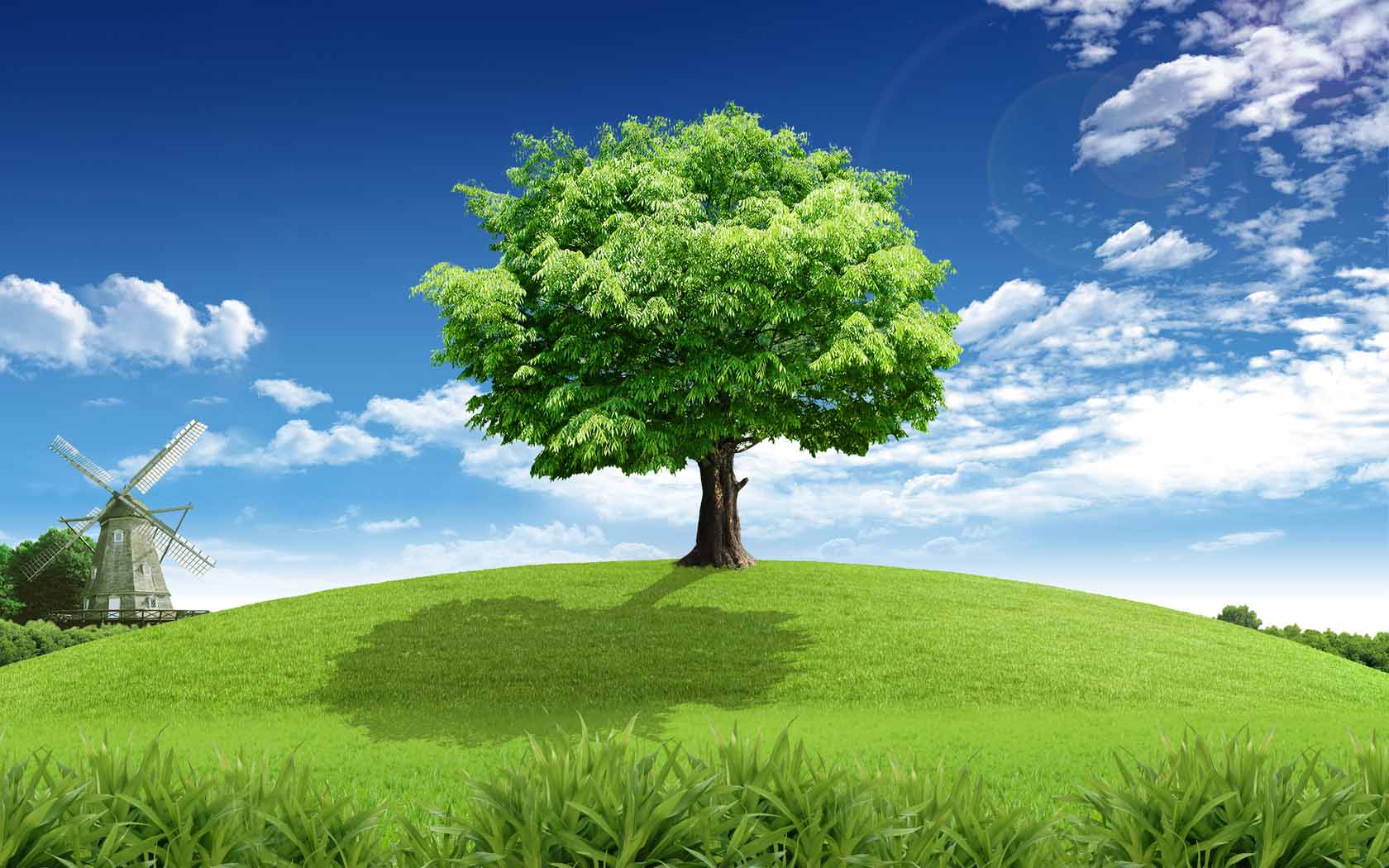 Amazing Tree Wallpapers Top Free Amazing Tree Backgrounds