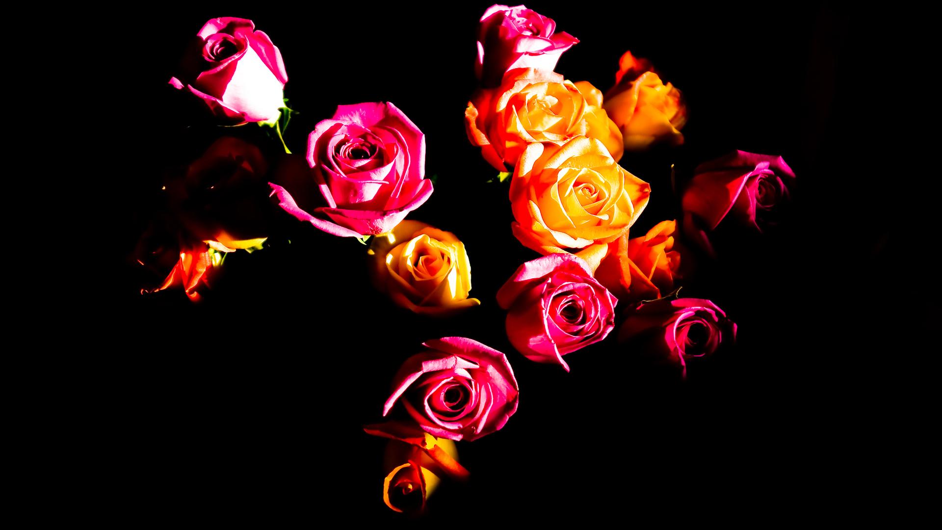 Glow Rose Wallpapers Top Free Glow Rose Backgrounds WallpaperAccess