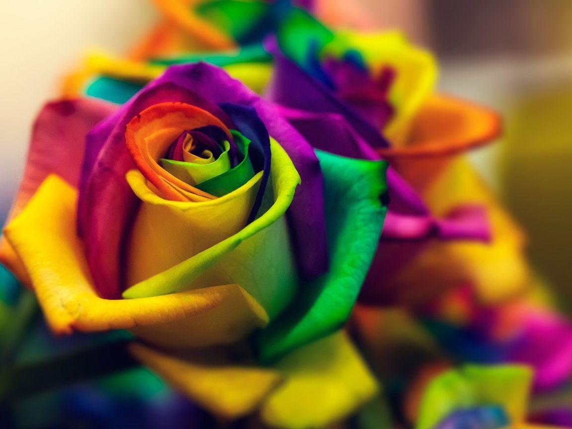 Glow Rose Wallpapers Top Free Glow Rose Backgrounds WallpaperAccess