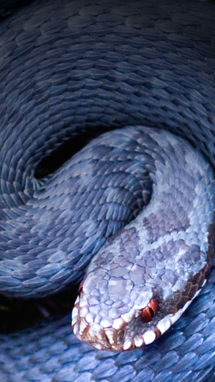 Black Snake iPhone Wallpapers Top Free Black Snake iPhone Backgrounds