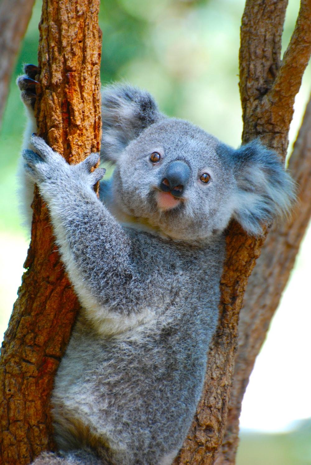 Kawaii Koala Wallpapers Top Free Kawaii Koala Backgrounds