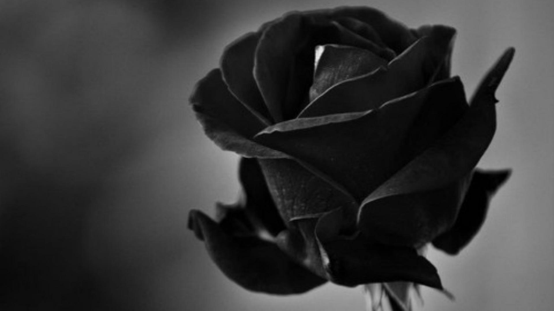Black Roses 4K Wallpapers Top Free Black Roses 4K Backgrounds