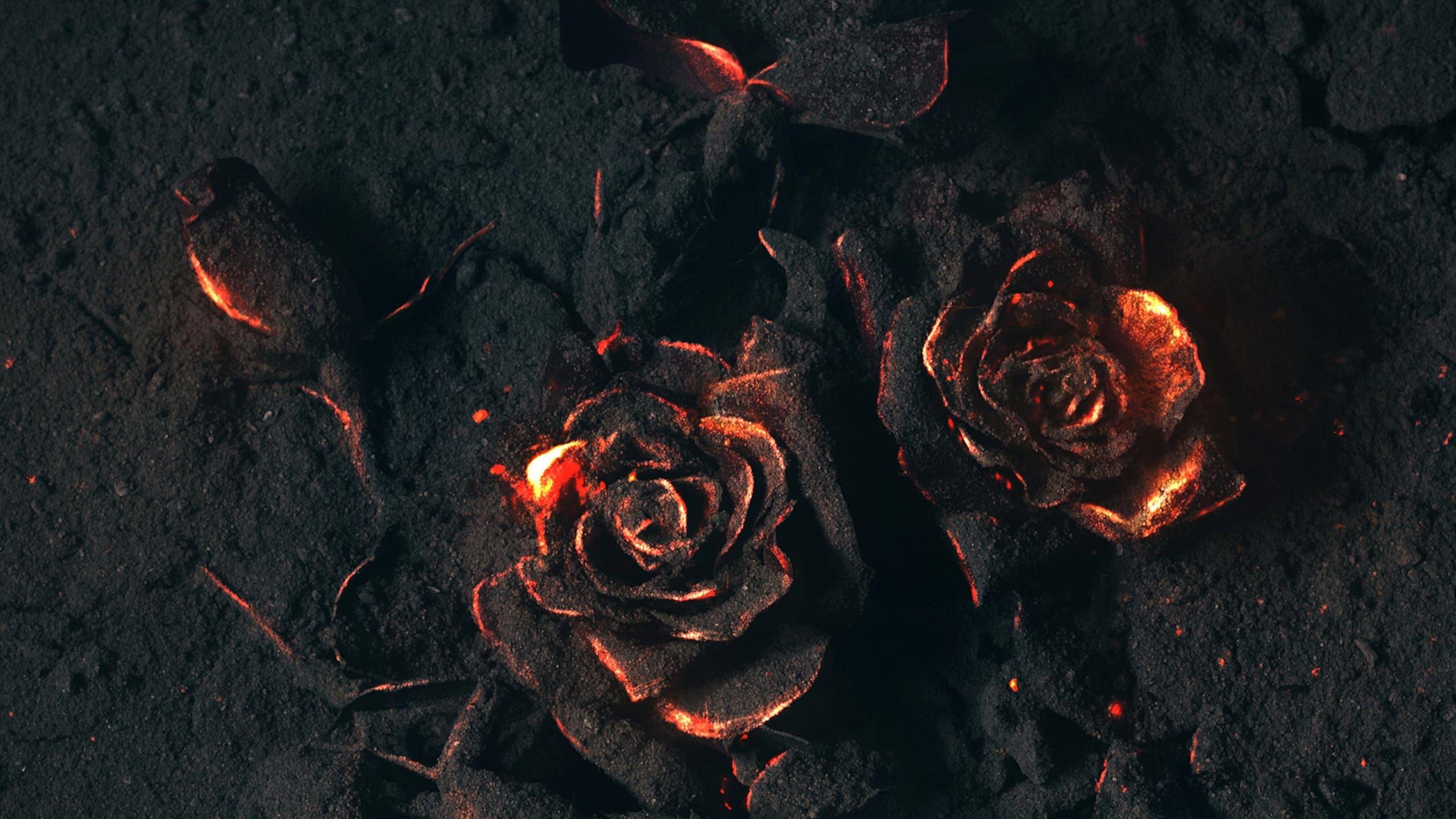 Black Roses 4K Wallpapers Top Free Black Roses 4K Backgrounds WallpaperAccess