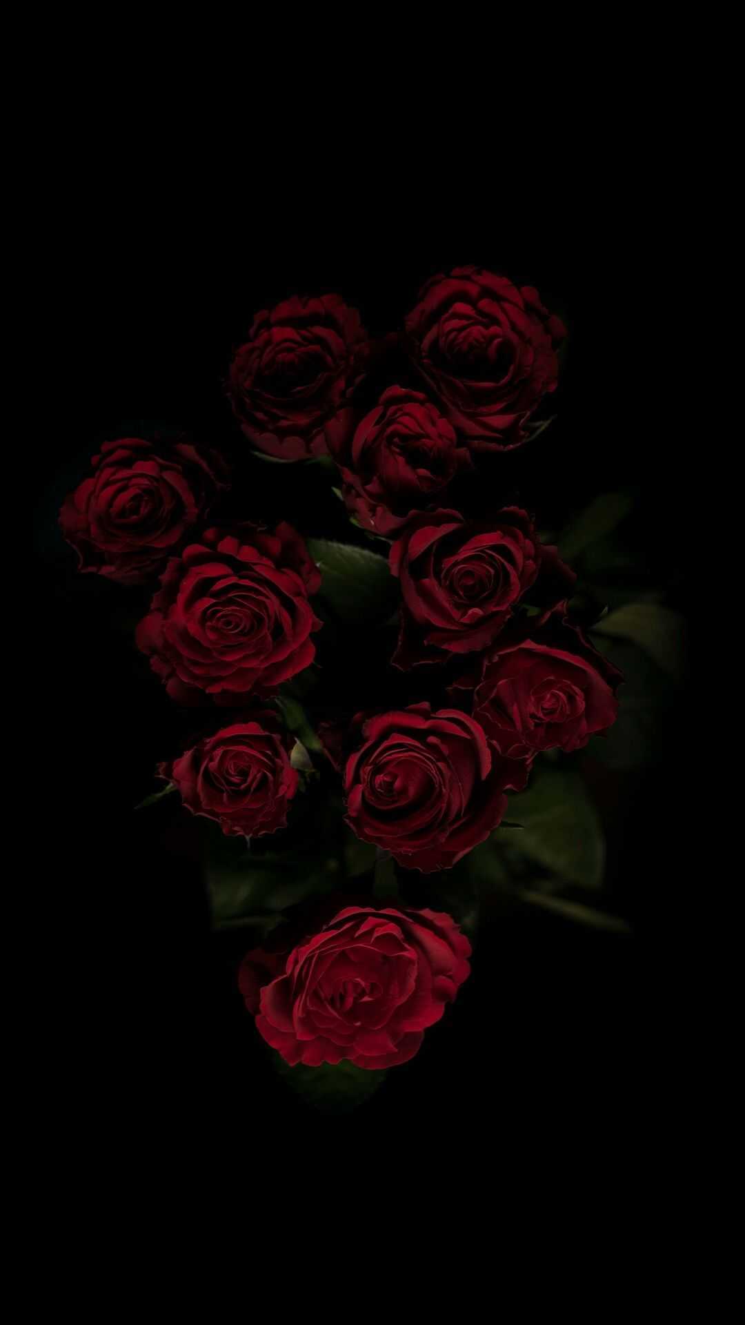 Black Roses 4K Wallpapers Top Free Black Roses 4K Backgrounds