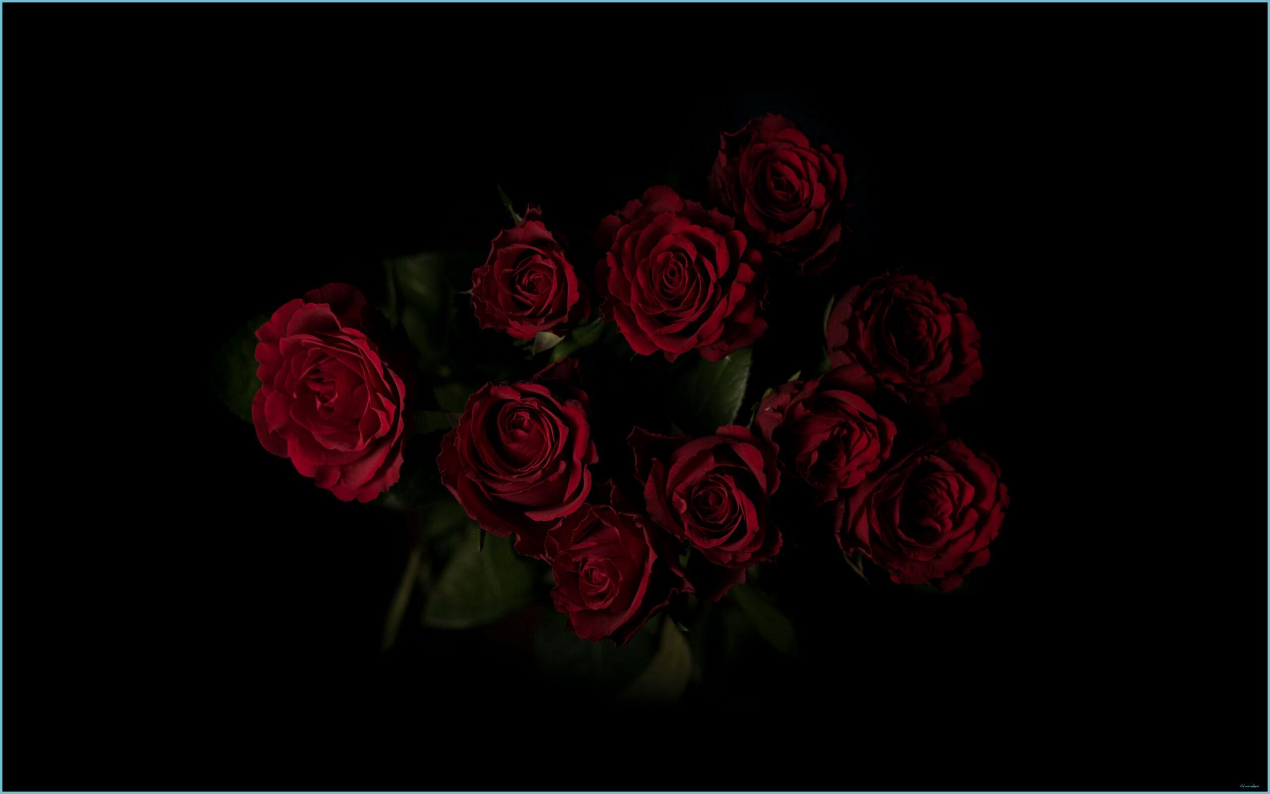 Black Roses 4K Wallpapers Top Free Black Roses 4K Backgrounds