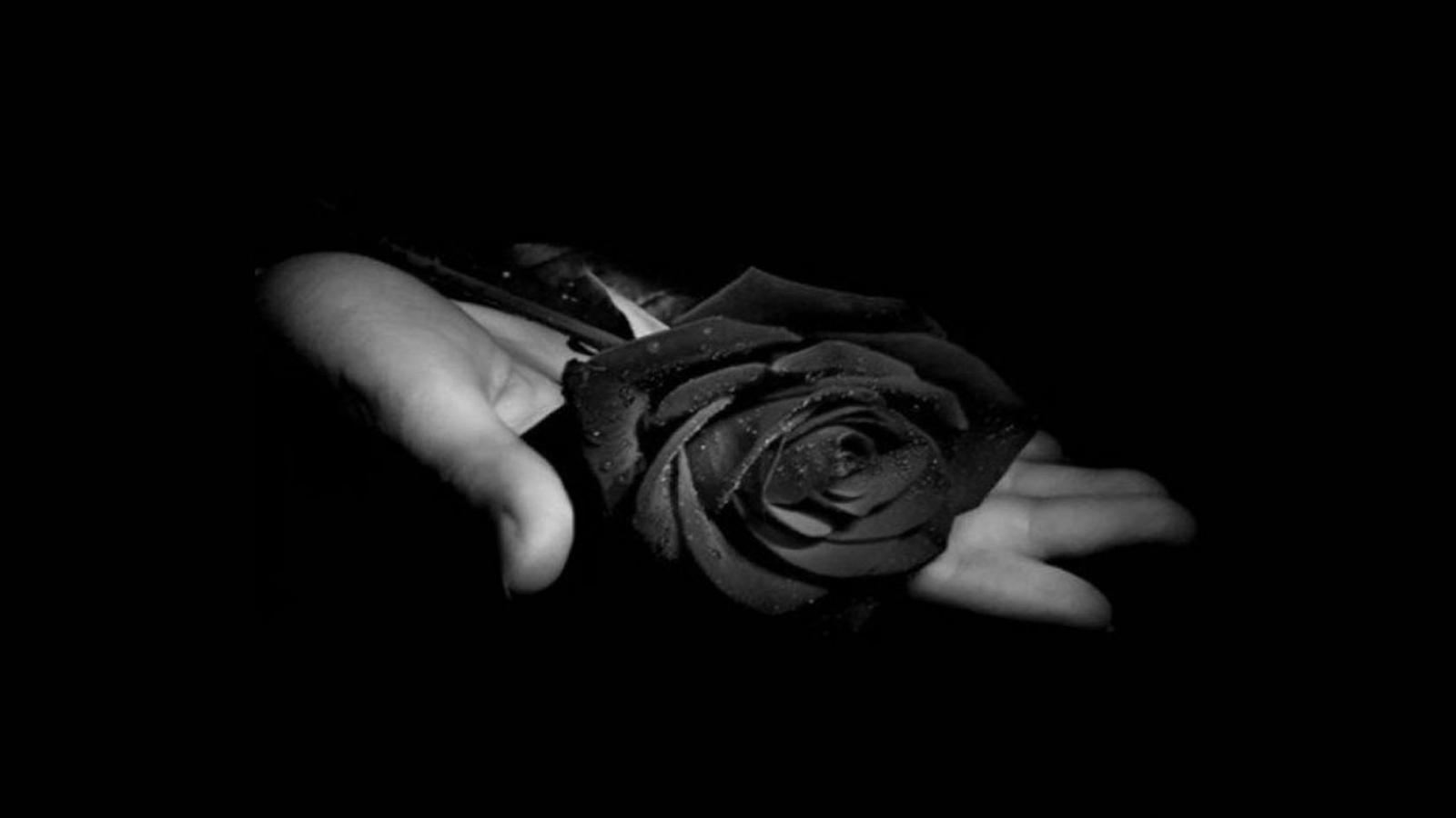 Black Roses 4K Wallpapers Top Free Black Roses 4K Backgrounds