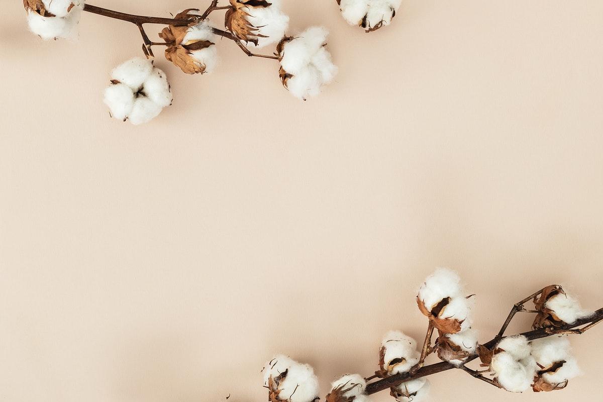 Cotton Flower Wallpapers Top Free Cotton Flower Backgrounds