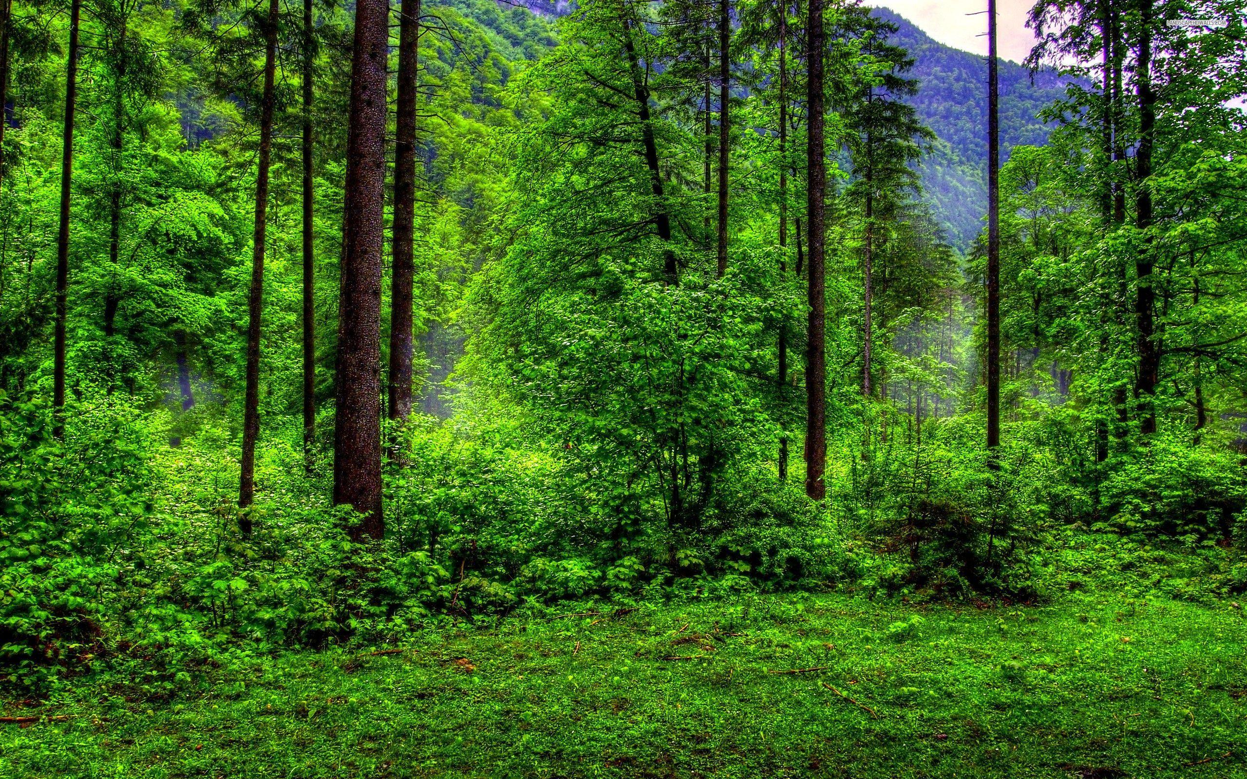 Green Forest 4K Wallpapers Top Free Green Forest 4K Backgrounds WallpaperAccess