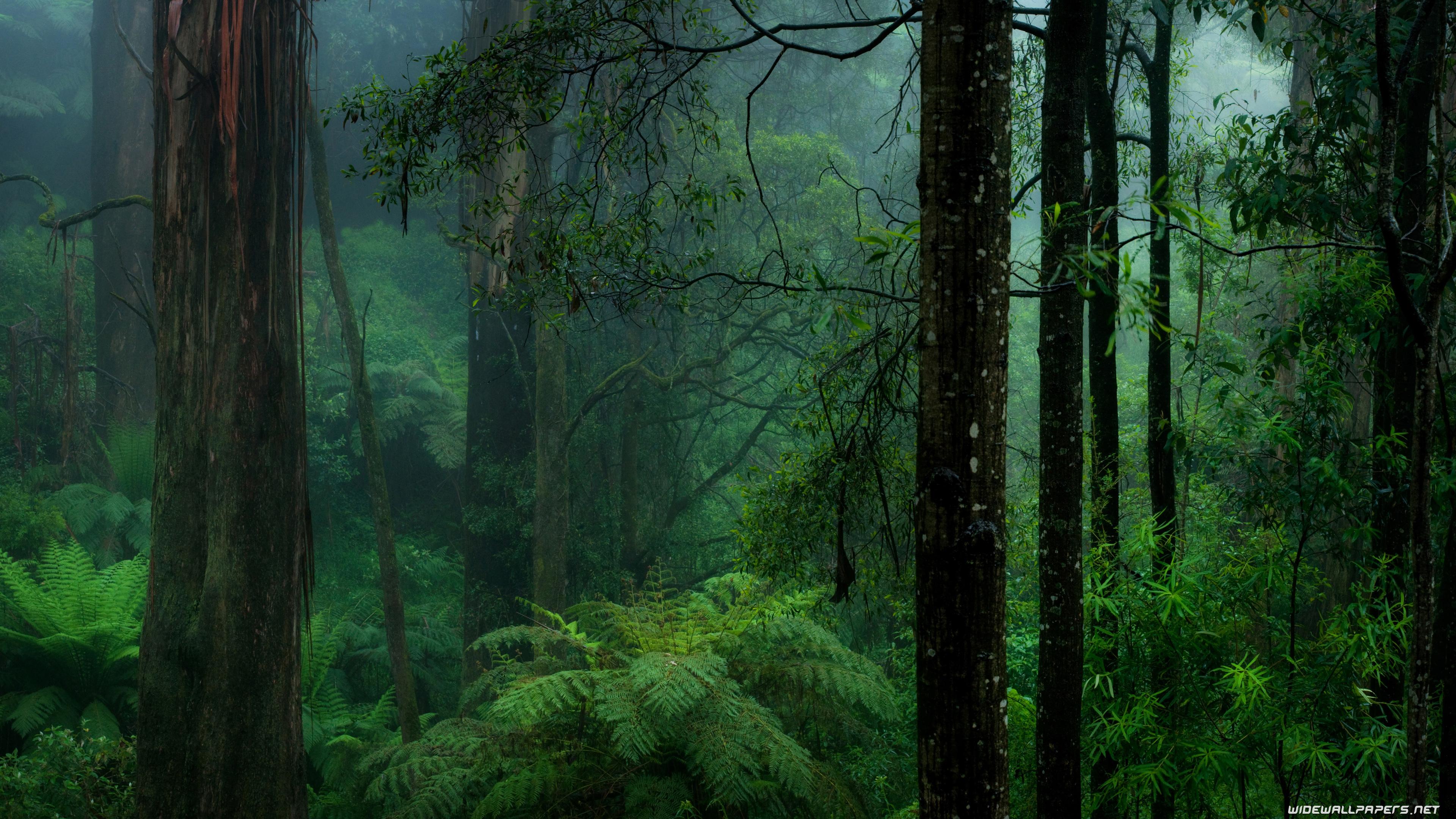Green Forest 4K Wallpapers Top Free Green Forest 4K Backgrounds