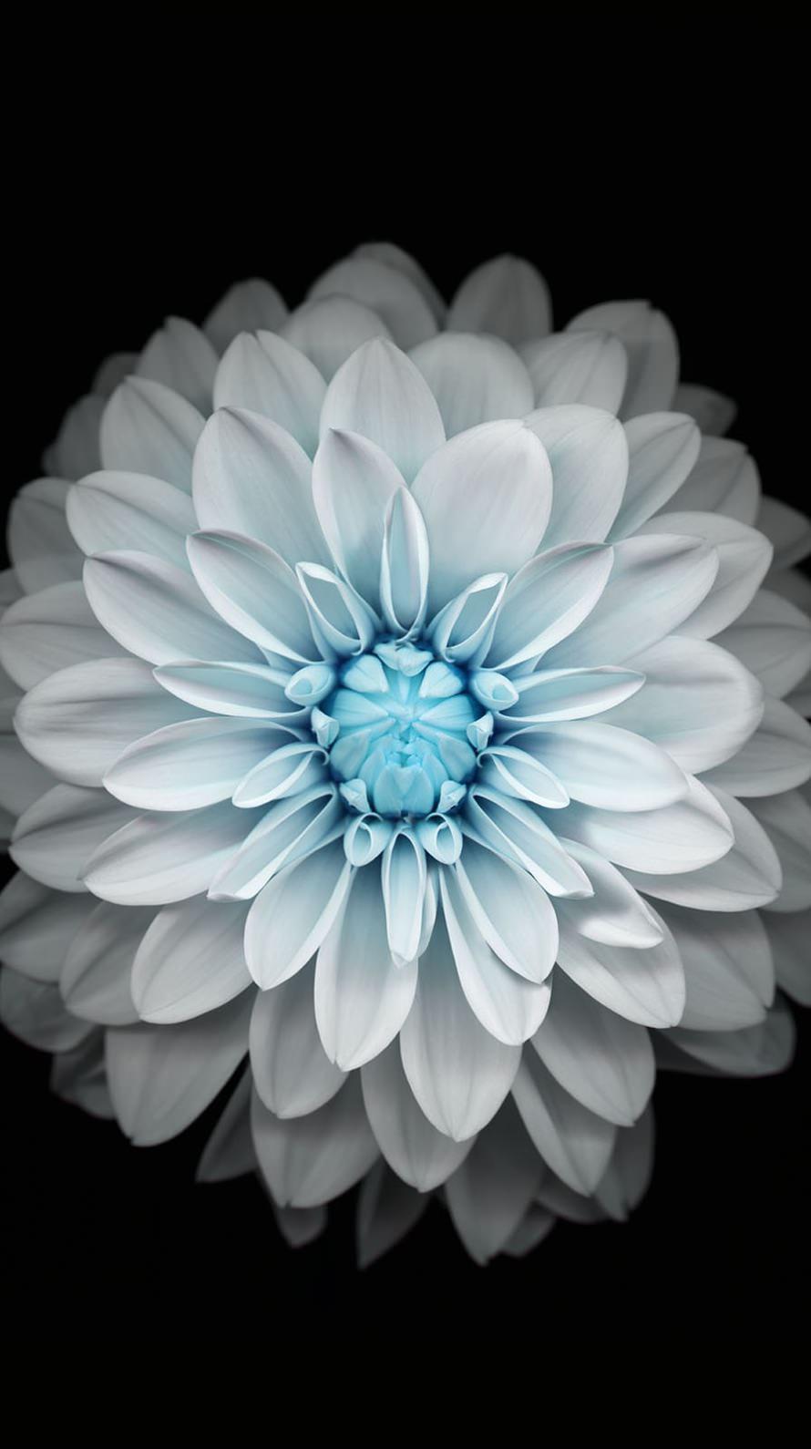 iPhone Blue Flower Wallpapers Top Free iPhone Blue Flower Backgrounds
